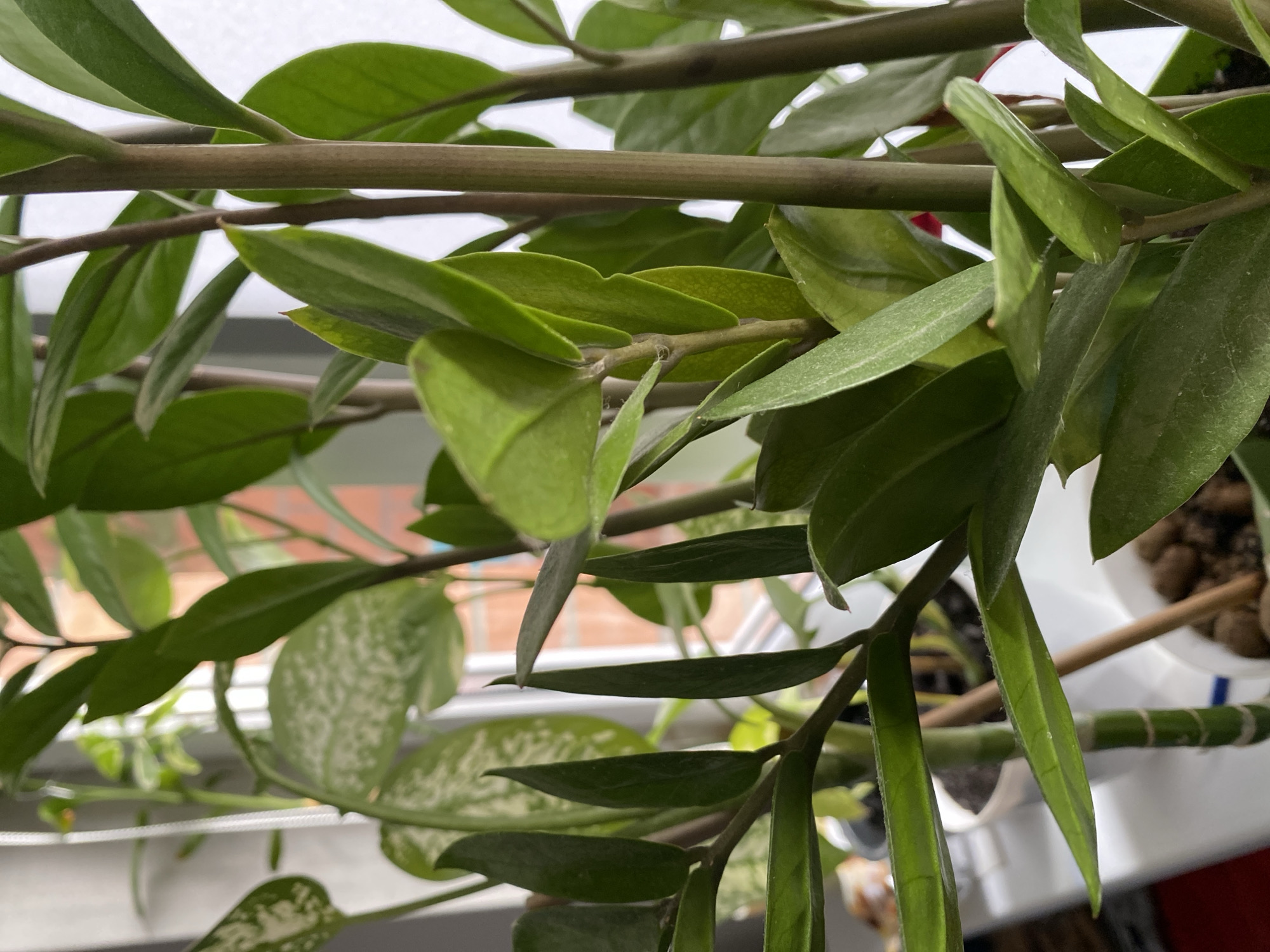 The image shows a close-up view of a plant with green leaves and stems, positioned near a window. The leaves have a smooth texture and oblong shape. Some of the leaves have a speckled pattern. The background shows a glimpse of the outside, including a brick building and white window blinds. The location is not explicitly identified as Belozernyi, Russia within the image. There are no people visible in the image.