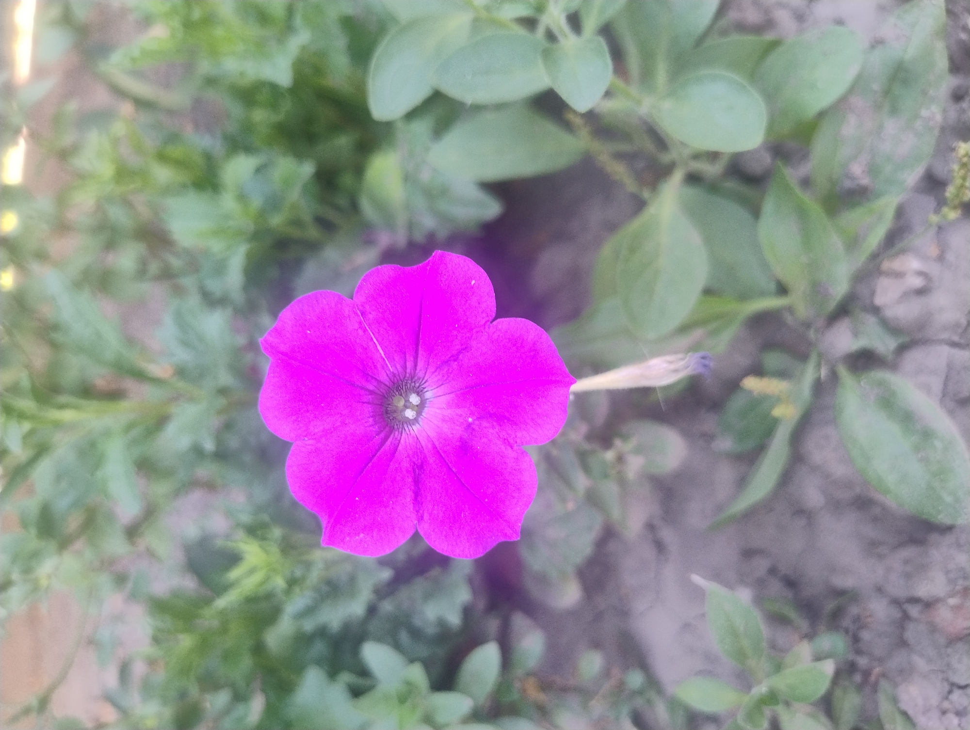 A single, vibrant pink petunia flower is in sharp focus against a blurred background of green foliage and gray soil. The flower, positioned in the center of the frame, displays five distinct petals with a darker center and visible stamens. The surrounding plants and soil are out of focus, creating a shallow depth of field that emphasizes the bloom. The lighting suggests an outdoor setting, likely during the day. The location is described as Unknown, Unknown.