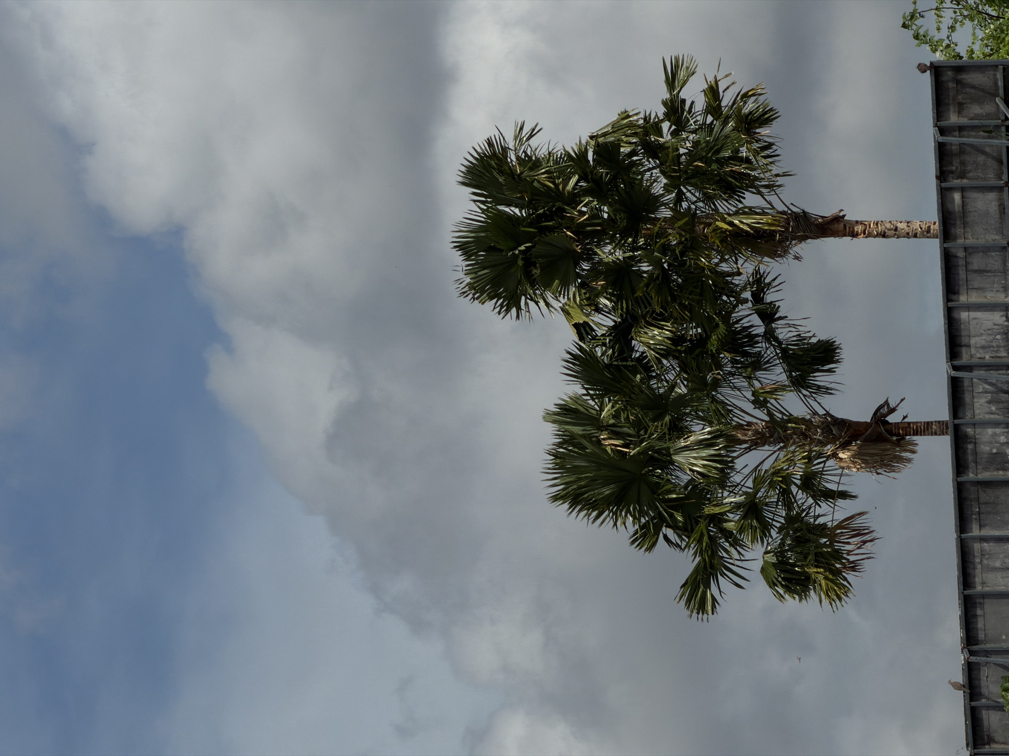 The photograph captures an upward view of two tall palm trees set against a dramatic, cloudy sky, characteristic of North Kuta, Indonesia. The sky is largely filled with thick, white and grey clouds, suggesting variable weather, though distinct patches of clear blue sky are visible, particularly towards the upper left.
The two prominent palm trees feature robust, textured trunks and expansive crowns of fan-shaped, dark green fronds, typical of Borassus flabellifer (Asian Palmyra palm). They stand side-by-side, occupying the right and central portions of the frame. On the far right, a tall, grey, man-made structure, possibly a billboard support or a section of a building, rises vertically. A small, light-colored bird is perched near the top of this structure, while another tiny bird is discernible in flight against the mid-left sky.
The scene is devoid of human presence or visible text, focusing instead on the natural and architectural elements under a daytime sky. The heavy cloud cover indicates it is not a clear, sunny day, but the overall brightness suggests it is not dusk or dawn.