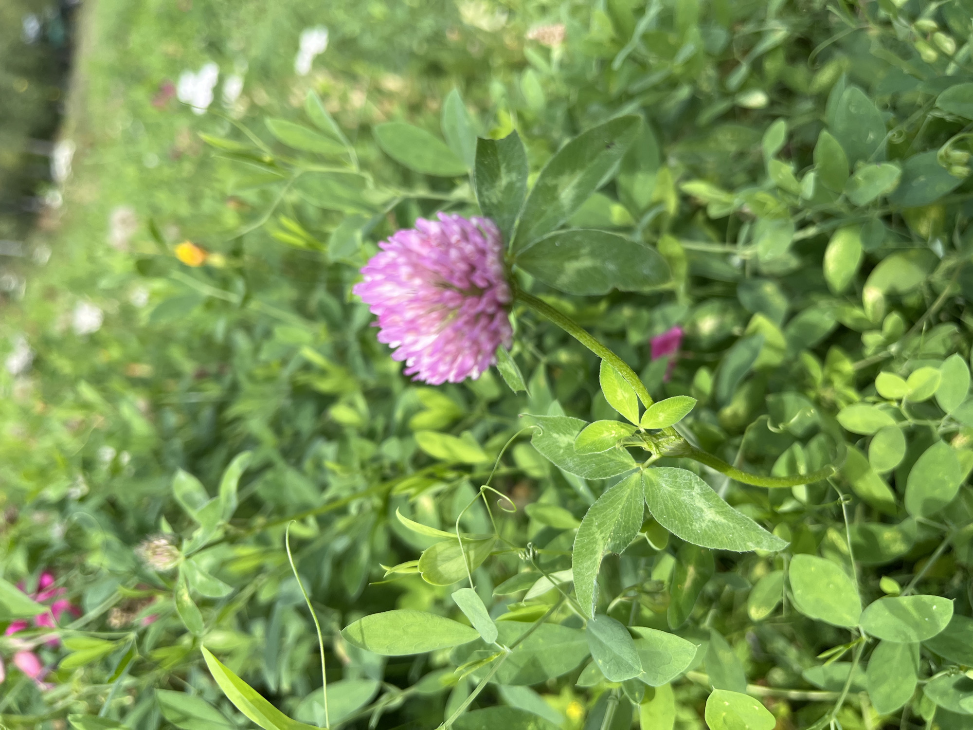 A close-up, eye-level, outdoor shot features a single, vibrant pink clover bloom prominently in the foreground, its spherical head composed of numerous small florets. The clover is surrounded by lush green foliage, including its characteristic trifoliate leaves, some of which are slightly out of focus. The background is a soft blur of more greenery, with hints of other small flowers in various colors, suggesting a natural or garden setting. The lighting appears to be natural daylight. The image was captured in Hrodna, Belarus.