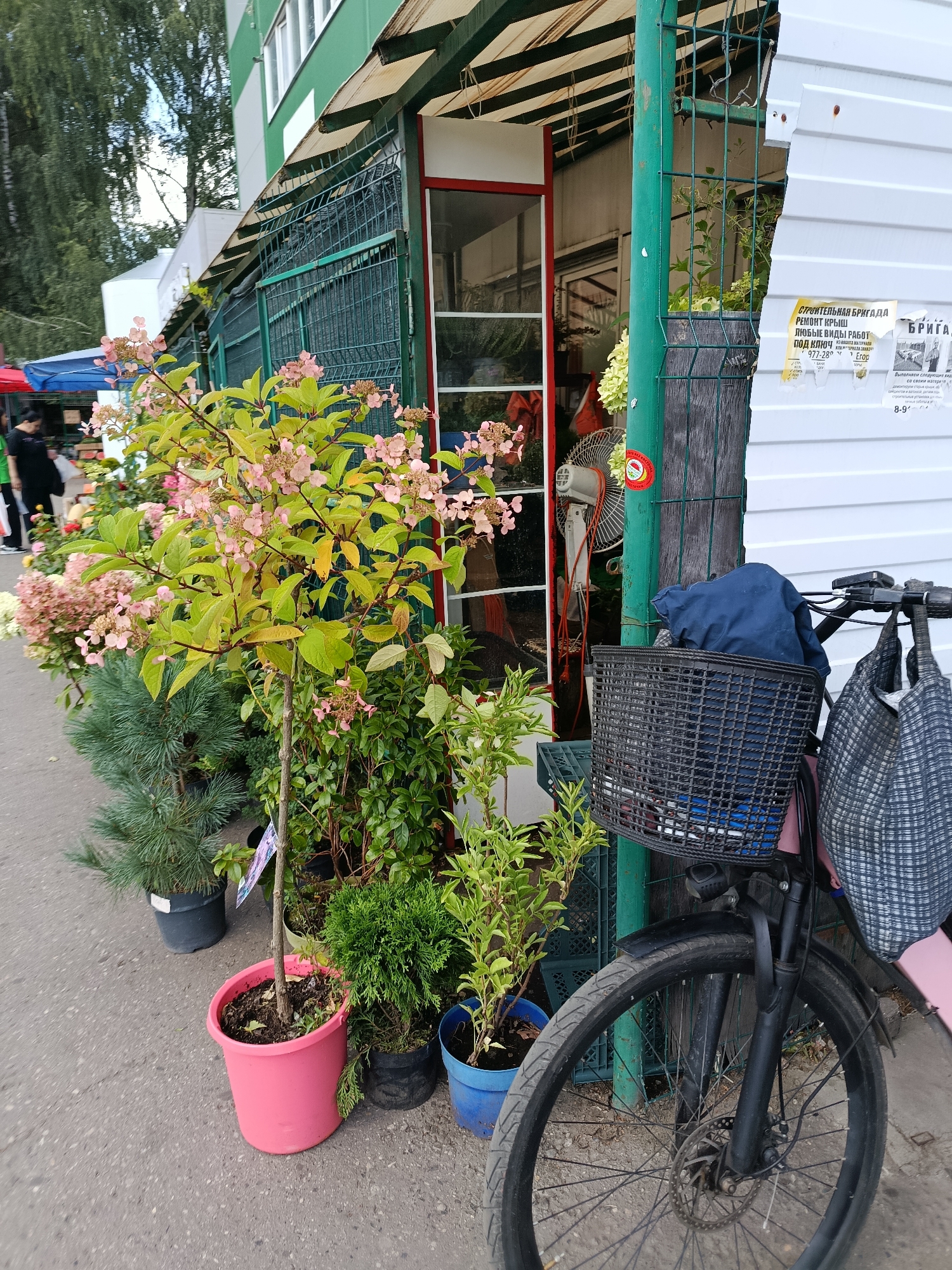 The image depicts a street scene in Orekhovo-Zuyevo, Russia. In the foreground, a black bicycle is parked next to a stall displaying various potted plants. The bicycle has a black wire basket on the handlebars containing a blue garment and a checkered tote bag is hanging from the handlebars. The stall appears to be a flower or plant shop, with a variety of greenery and pink flowers visible. Behind the stall, a green metal fence runs along the side of a building with white siding. Several posters are affixed to the white siding, one of which appears to advertise a construction brigade. In the background, a green building with windows is visible. The ground is paved with asphalt. There are a few people in the background, partially obscured, walking near other stalls or structures. The overall impression is of an outdoor market or commercial area.