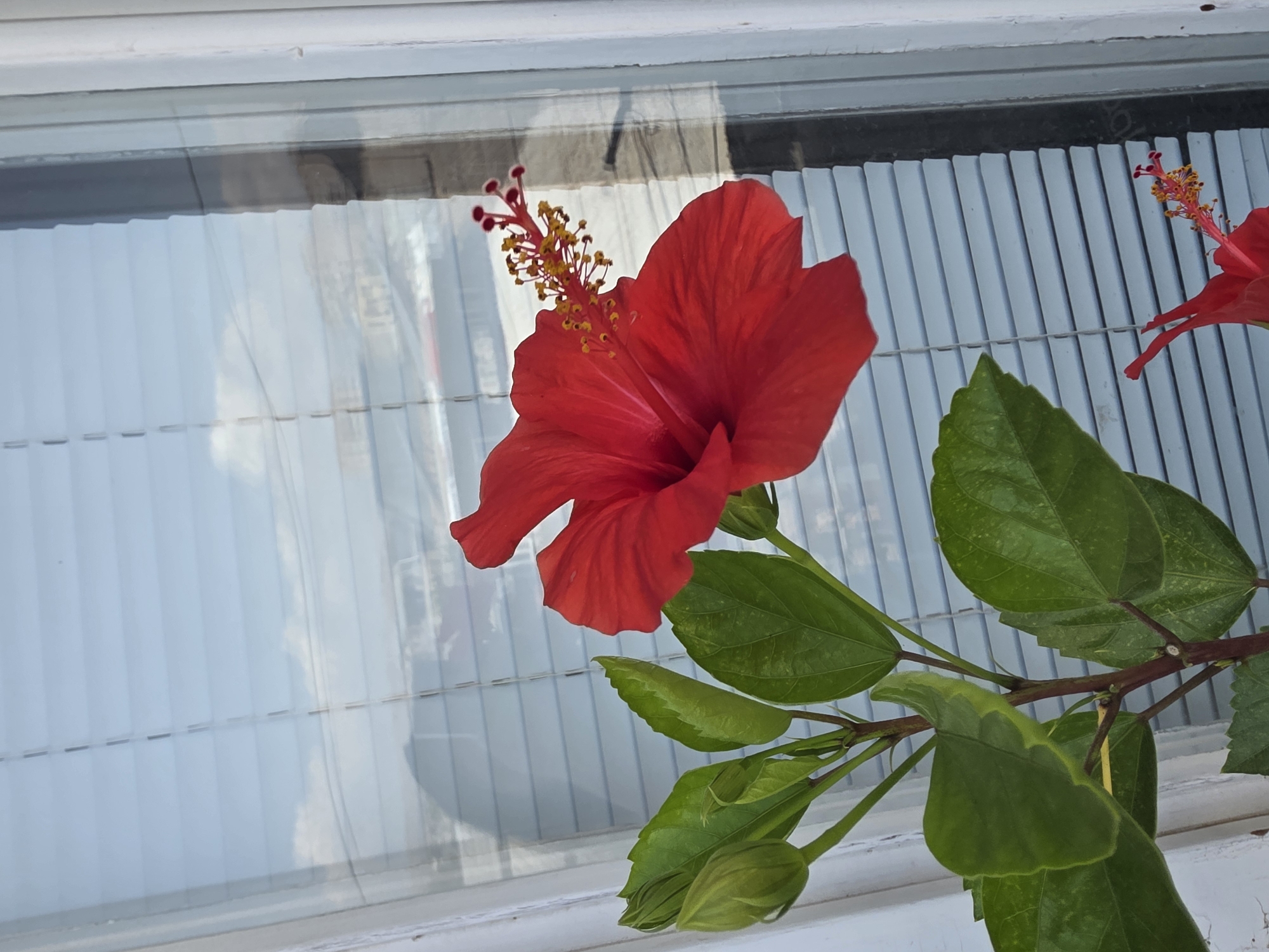 The image shows a close-up of a bright red hibiscus flower with visible stamens and pollen, and several green buds, positioned in front of a window with horizontal blinds. The reflection on the window suggests an outdoor scene with buildings and a cloudy sky, indicating an urban environment. Based on the metadata, the image was taken in Yerevan, Armenia. The overall scene is static, focusing on the plant's natural beauty against a backdrop of a typical urban view.