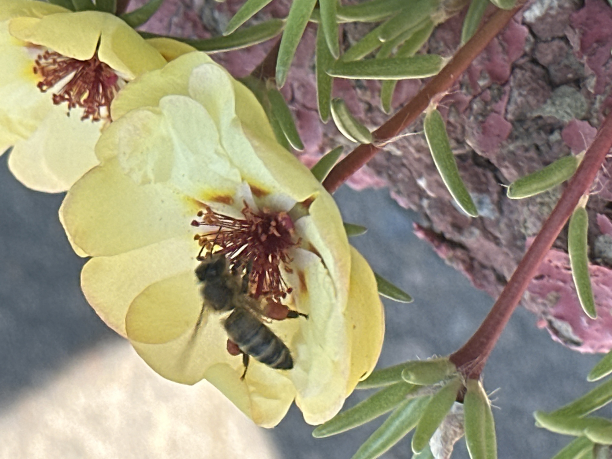 A bee is positioned on a yellow flower, with its proboscis extended into the flower's center. The bee is dark brown and striped with yellow. The flower has delicate yellow petals and deep red stamen. The plant has green, succulent leaves and reddish stems. In the background, a pinkish, rough surface, possibly a painted pot or wall, is visible. The image is taken outdoors with natural lighting. There is no information available about the location in Lobacheve, Ukraine.