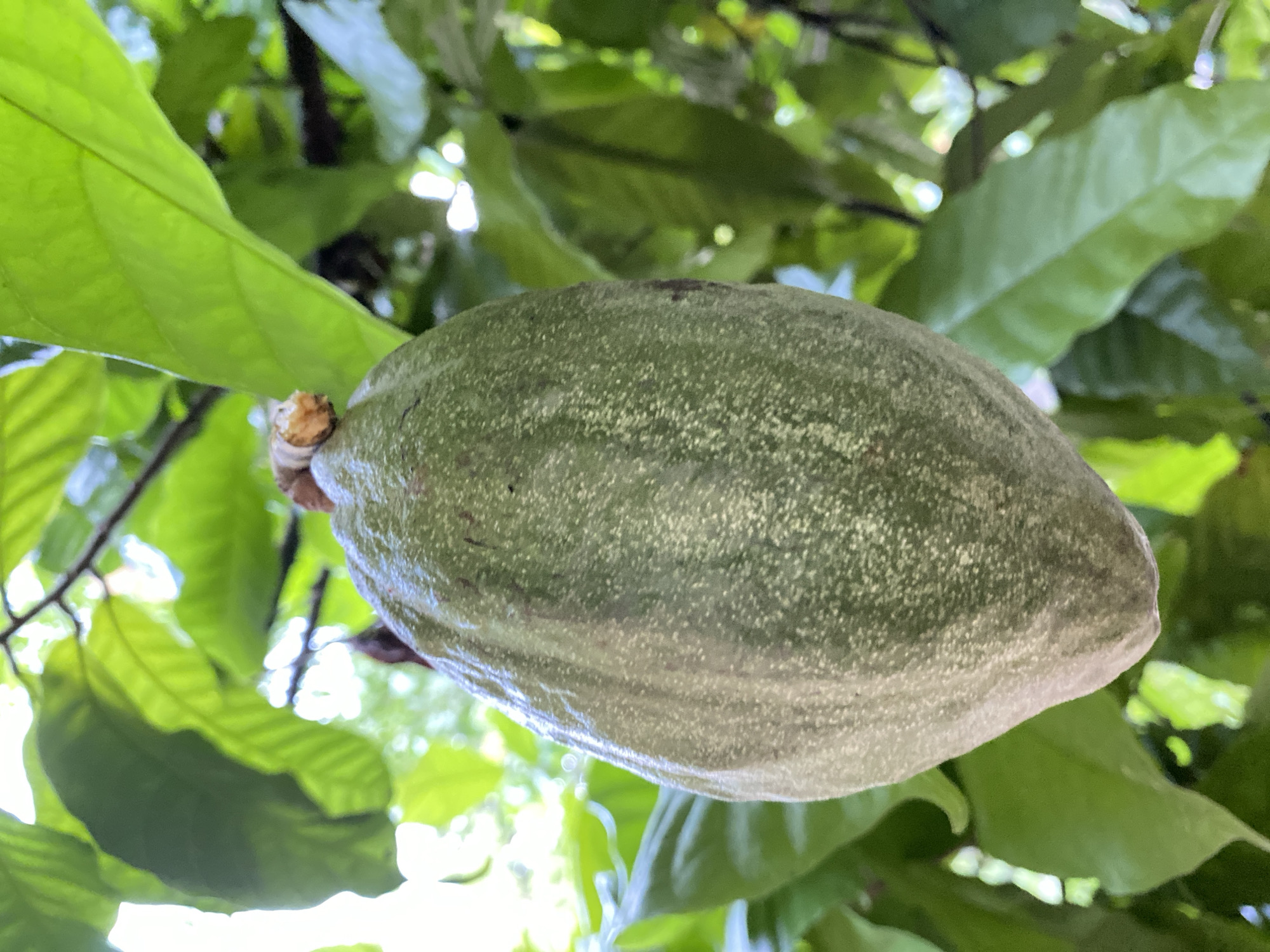 A close-up, eye-level shot captures a single, green cocoa pod hanging from a tree branch, surrounded by lush, green leaves. The pod, oval-shaped and approximately 8 inches long, displays a textured surface with subtle longitudinal ridges and small, light-colored speckles. A small, brown stem connects the pod to the branch. The background consists of out-of-focus, bright green leaves, suggesting a natural, outdoor environment. The lighting is bright, with sunlight filtering through the foliage, creating highlights and shadows. The image was taken in Blangkabu, Indonesia.