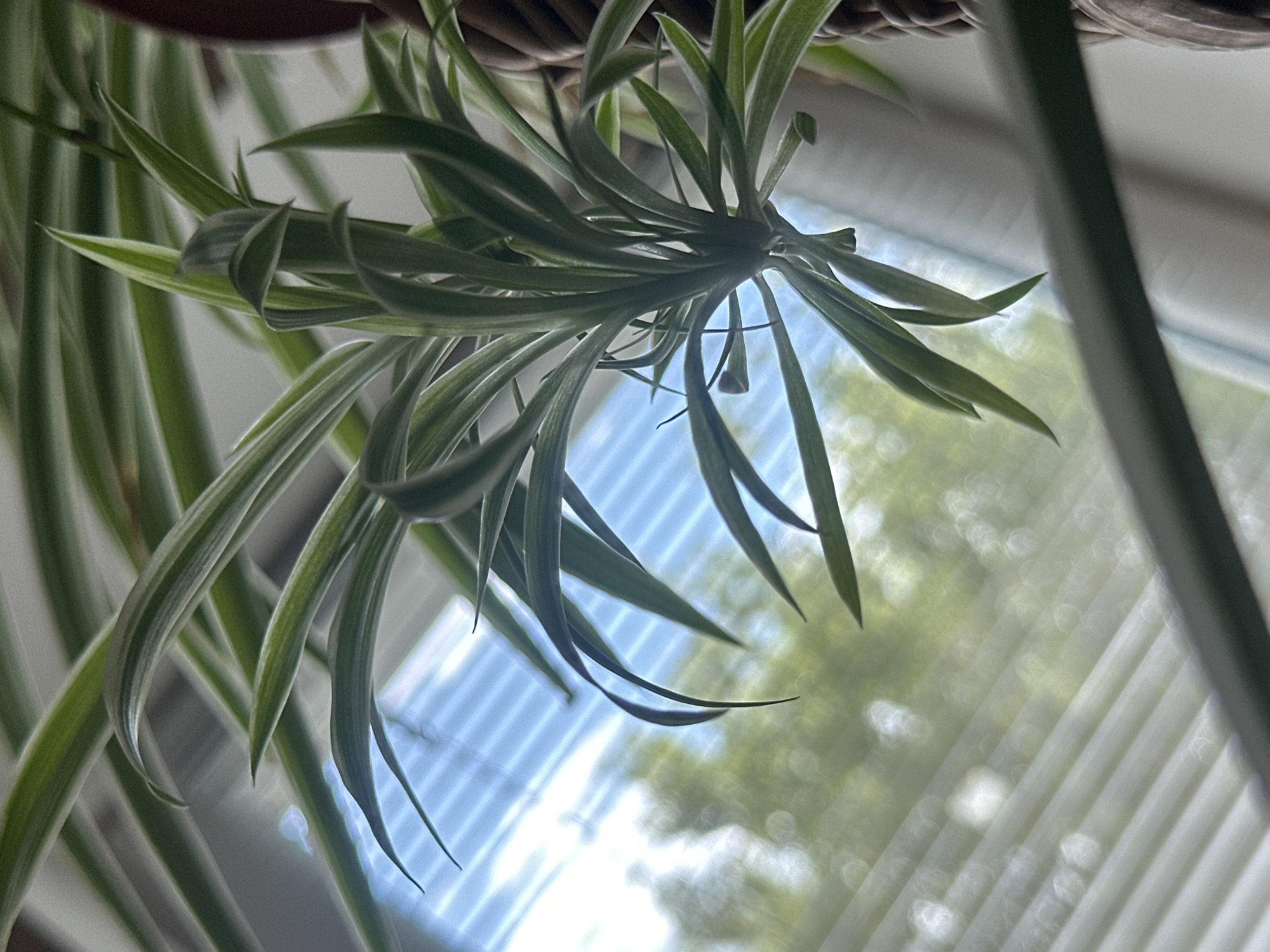 This image shows a close-up of a spider plant with long, variegated leaves, some of which are drooping downwards. The plant is positioned in front of a window with blinds. Through the window, the sky is visible, along with the blurred shapes of trees and a bokeh effect from the sunlight. The overall impression is one of indoor greenery against an outdoor backdrop. There are no people or animals visible in the image. The location in the city of Lobacheve, Ukraine, cannot be determined from the visual information presented.