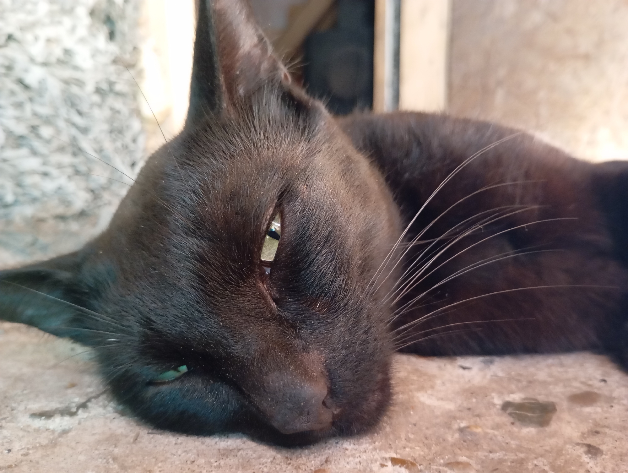 A close-up, eye-level shot shows a black cat lying on a textured, concrete surface. The cat's head is in the foreground, facing left with its eyes partially closed, revealing a glint of light in its left eye and a sliver of green in its right. Its fur appears dark and sleek. The background is blurred, showing a textured wall on the left and a wooden surface on the right. The scene appears to be an outdoor setting, possibly a yard or alleyway, in the city of Fokino, Russia.