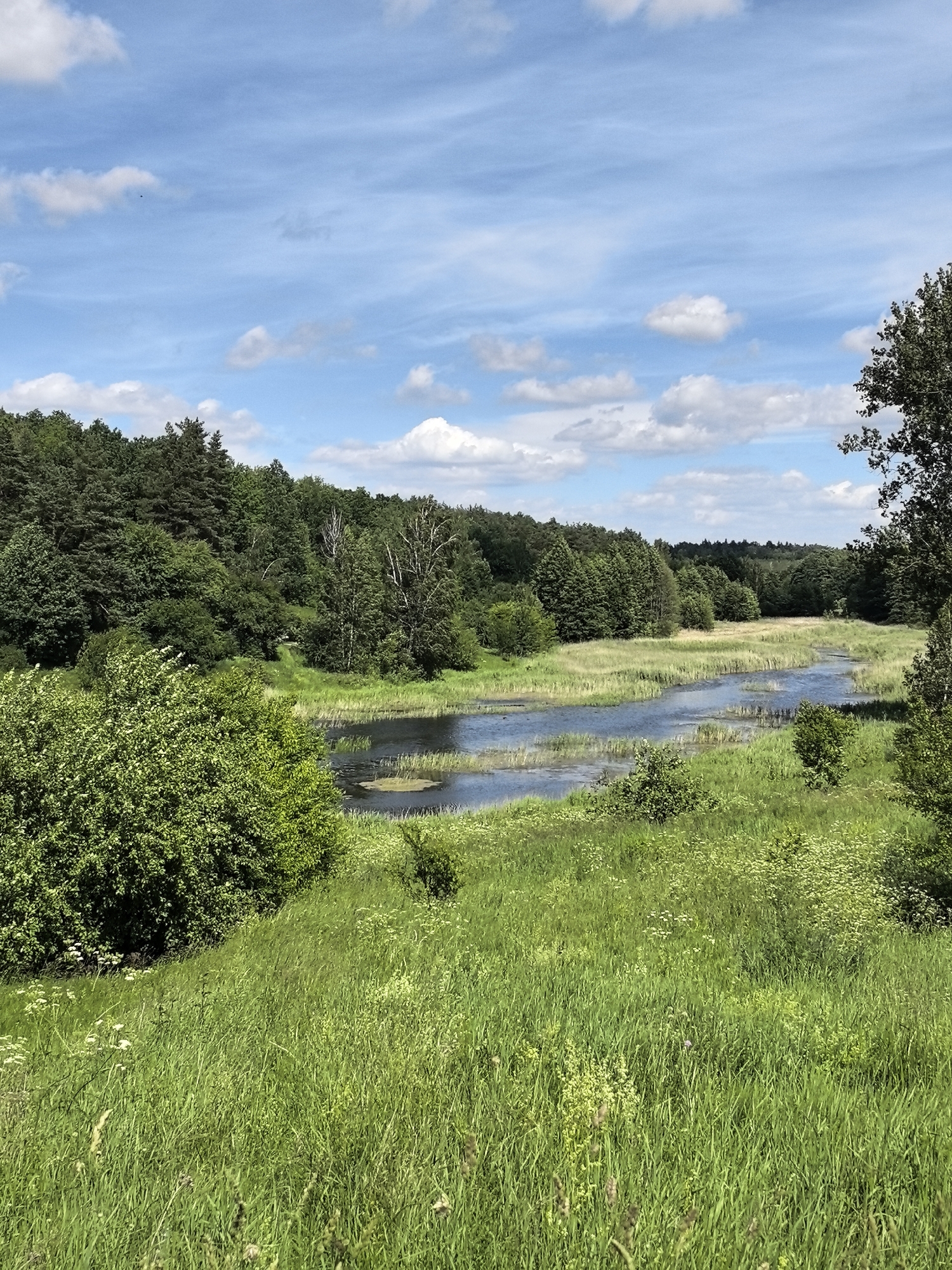 The image depicts a tranquil natural landscape under a partly cloudy sky. In the foreground, a lush green meadow with tall grass and scattered white wildflowers slopes gently towards a winding river or body of water. The water is dark and reflects the blue sky and surrounding greenery. Along the banks of the water, reeds and other aquatic plants are visible. In the midground and background, a dense forest of various trees, including evergreens and deciduous trees, creates a verdant backdrop. The overall scene is one of serene, untouched nature, suggesting a rural or wilderness setting outside of a city. There are no people or human-made structures visible in the image.