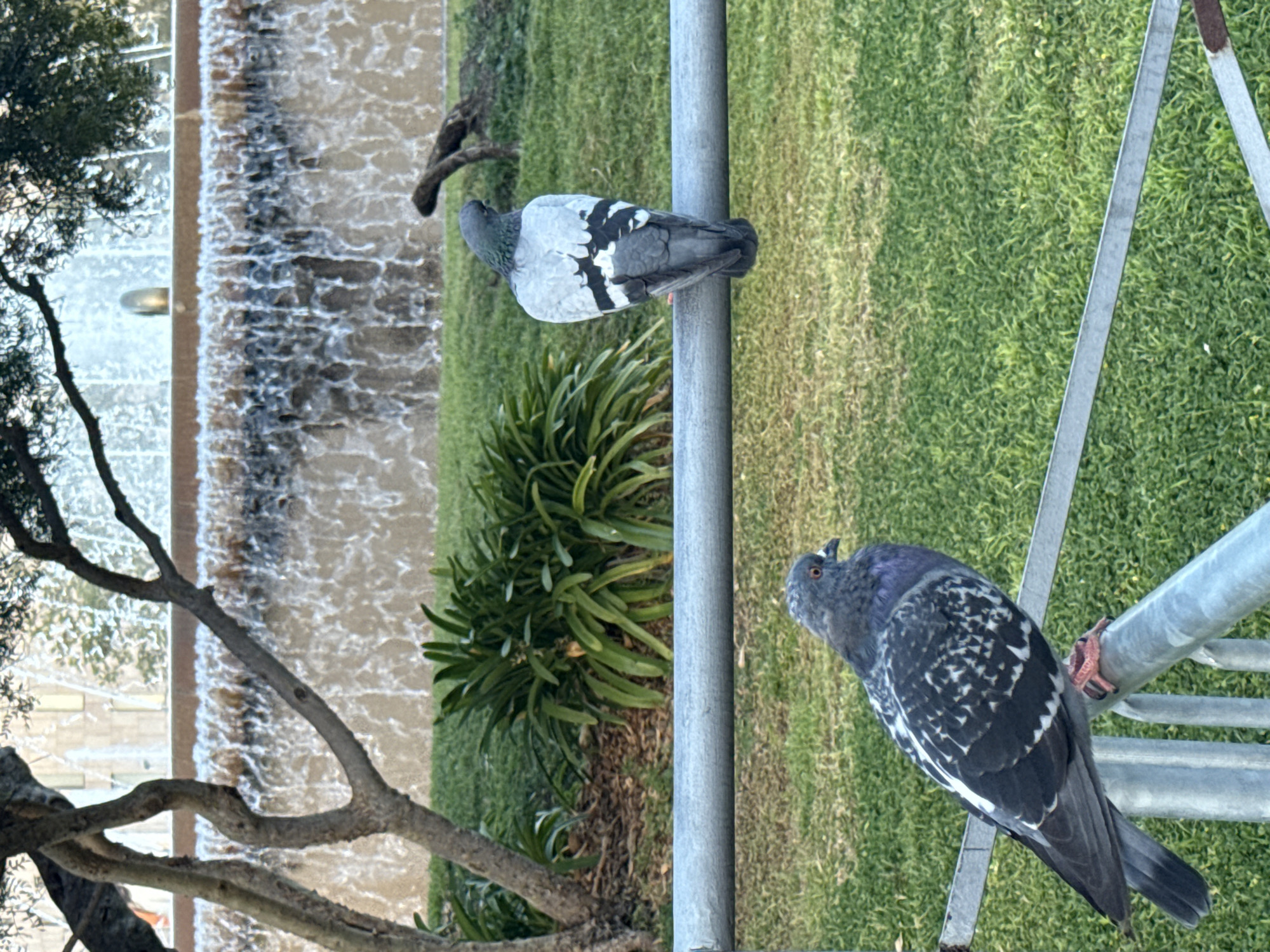 Two pigeons are perched on a metal structure in an outdoor setting. One pigeon is seated higher and further away than the other. The other pigeon faces toward the first pigeon. The location appears to be in a park near a waterfall and landscaped green space.
