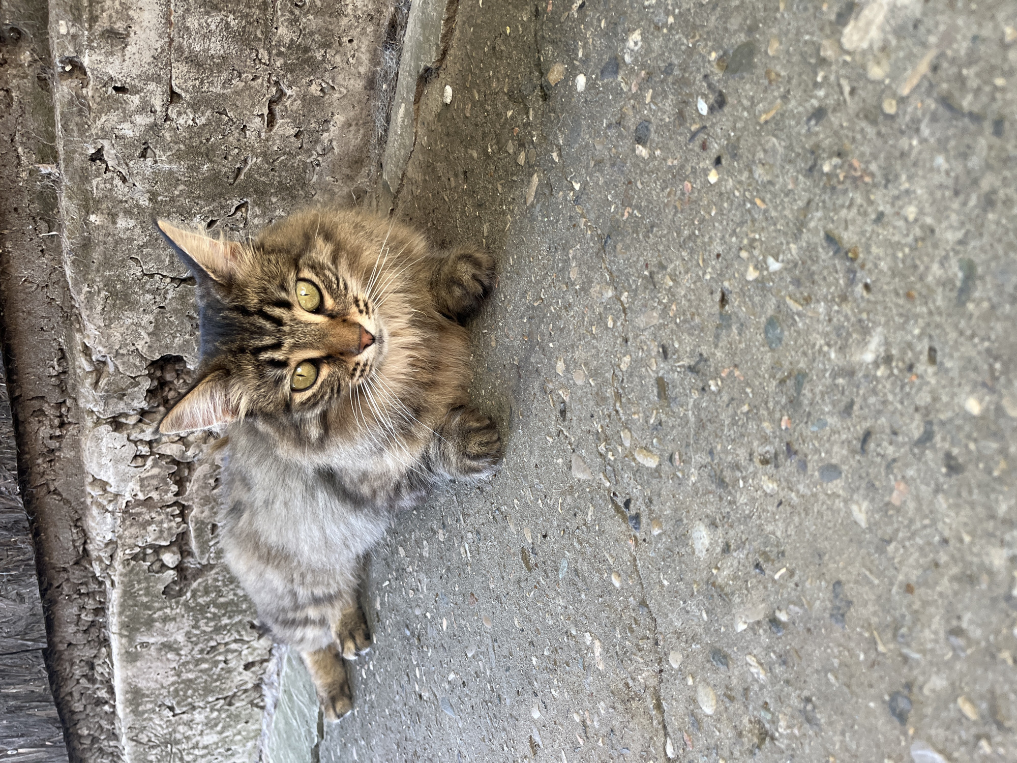 A medium shot photograph shows a tabby cat lying on a concrete surface in Krasnyye Barrikady, Russia. The cat is facing the camera, with its body angled to the left. Its fur is a mix of brown, black, and gray stripes, and it has striking green eyes. The cat is resting with its front paws tucked underneath its body. The concrete surface is rough and textured, with visible pebbles and cracks. Behind the cat, there is a rough, textured wall or foundation made of concrete and possibly wood at the very top. The lighting suggests it is daytime, with shadows indicating the sun is present. The environment appears to be outdoors, possibly near a building or an outdoor structure.