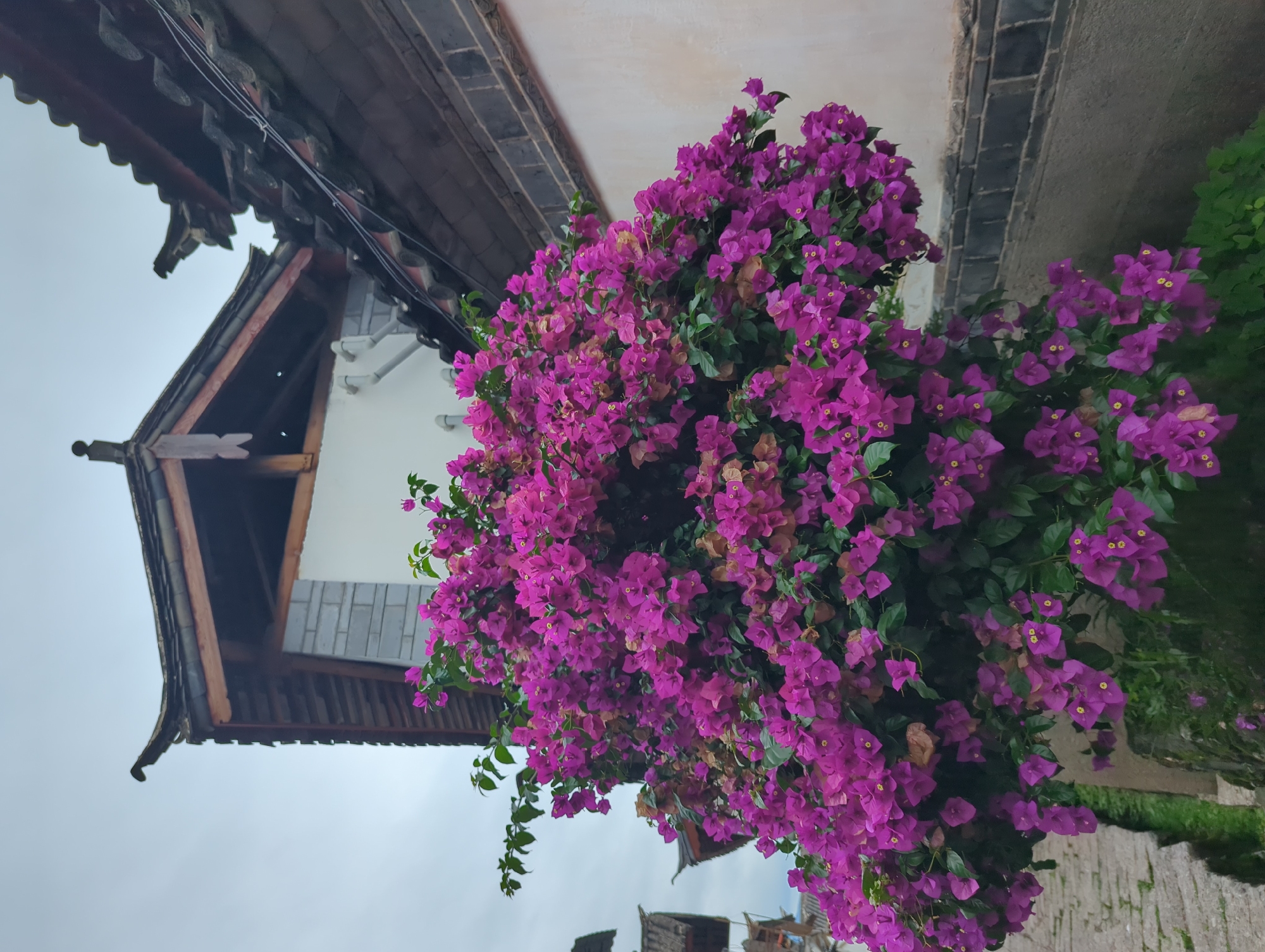 The image captures a vibrant cluster of bright pink bougainvillea flowers cascading down in front of a traditional Chinese building. The building features a dark, tiled, sloping roof with ornate wooden eaves and decorative elements. A section of a white wall with brick accents is visible behind the flowers. The scene appears to be set outdoors, likely during the daytime with an overcast sky, judging by the soft, diffused lighting. The perspective is from a low angle, looking up towards the flowers and the building. The focus is on the lush greenery and abundant blossoms of the bougainvillea, creating a striking contrast with the more muted tones of the architecture. The setting suggests a tranquil, possibly historical, urban environment within the Gucheng District of China. No people or specific activities are depicted, with the primary focus being the natural beauty of the flowers and the architectural style of the building.