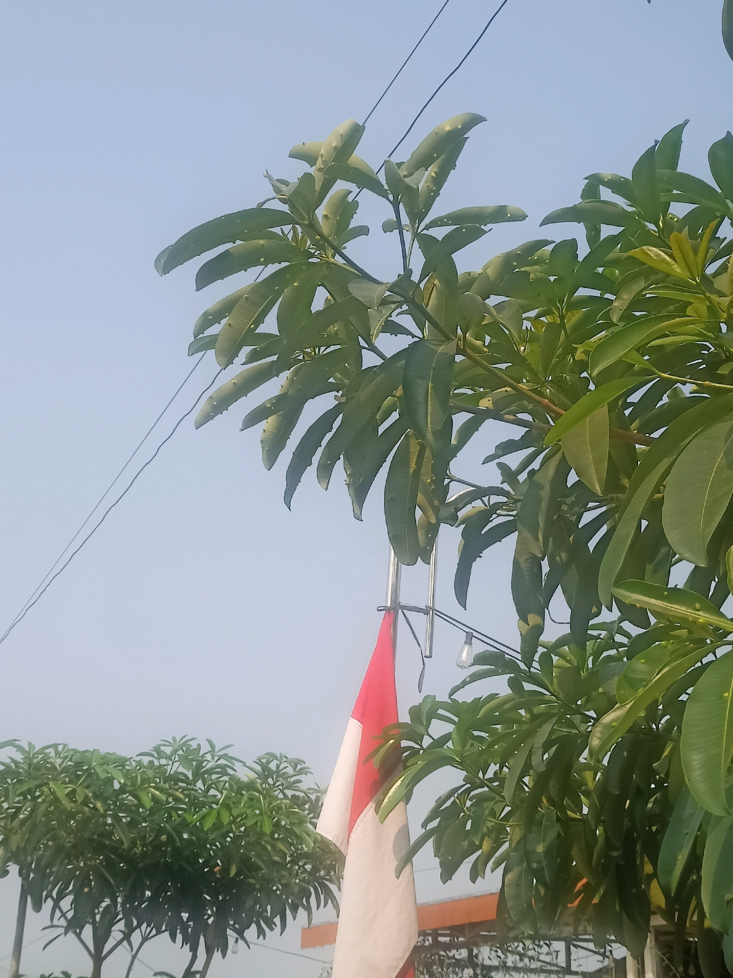 A low-angle shot captures a flagpole flying the red and white Indonesian flag, partially obscured by lush green foliage. The flag is positioned to the left of the frame, with its red and white bands clearly visible. The leaves of the trees are dense and verdant, with some showing signs of minor damage or imperfections. Overhead, power lines crisscross against a pale blue sky, indicating an outdoor, possibly semi-urban or rural setting. In the background, hints of buildings and another smaller, leafy tree can be seen. The lighting suggests it is daytime, with the sun casting a gentle glow on the scene. The location is the city of Ngandul, Indonesia.