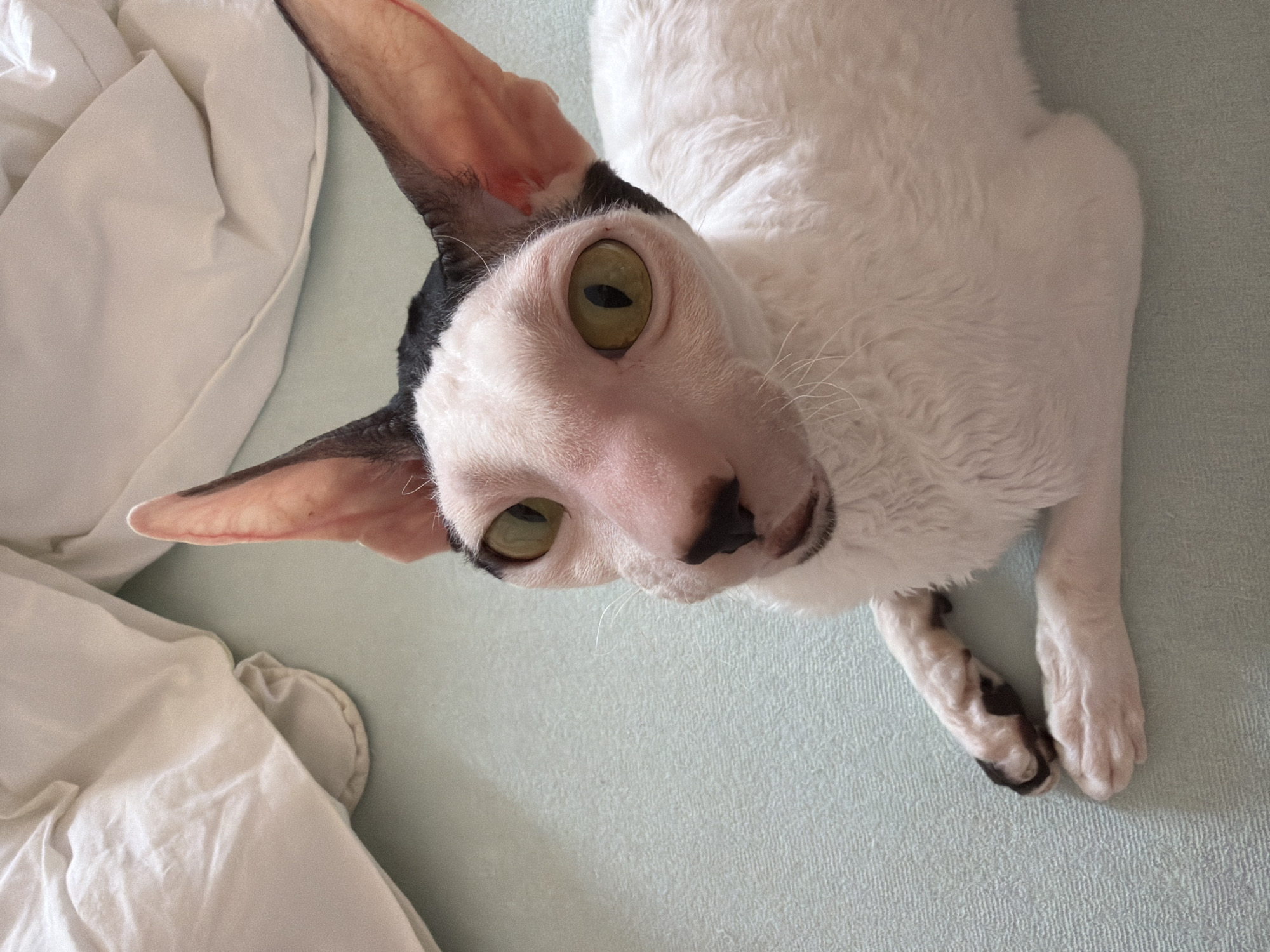 The image shows a close-up of a white cat with large, distinctive ears and green eyes. The cat has black markings on its head and ears, and its fur appears to be short and curly. It is lying down on a light blue, textured surface, possibly a bed or sofa, with white bedding visible in the background. One of the cat's paws is visible in the foreground. The lighting suggests an indoor setting. There is no information available to determine the location in the city of Yekaterinburg, Russia.
