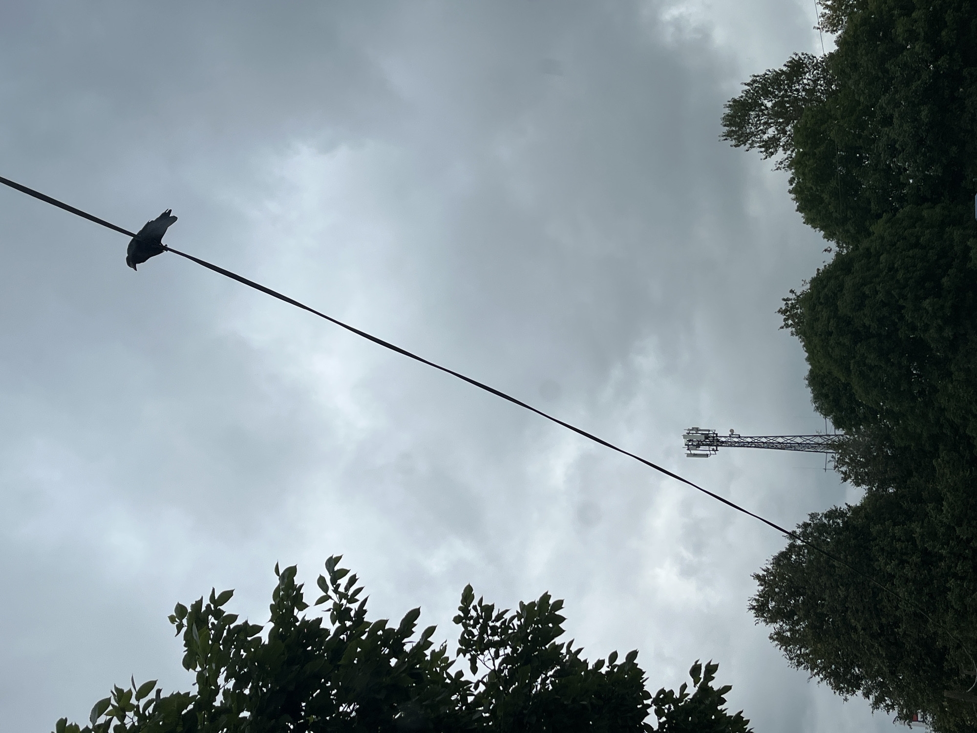 The image depicts an overcast sky with scattered clouds. A lone bird is perched on a taut wire that diagonally bisects the frame from the upper left to the lower right. In the distance, a cellular tower rises above a dense canopy of dark green trees that fill the lower portion of the image. The foliage suggests a natural or semi-urban environment. The scene is shot from a low angle, looking upwards. The location is Kohtla-Järve linn, Estonia.
