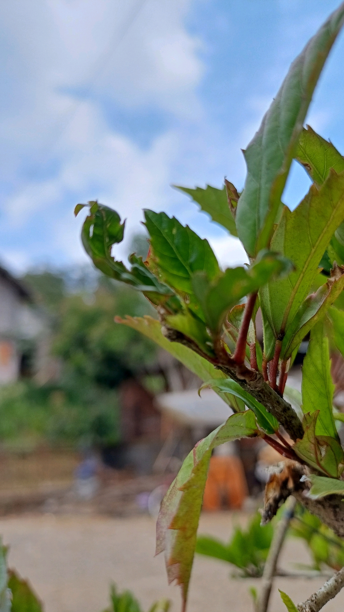 A close-up, shallow depth of field shot focuses on a plant's leaves and stem against a blurred background. The leaves are vibrant green with some reddish-brown tinges and have serrated edges. The stem is reddish-brown and appears to be woody. In the background, a portion of a building with a terracotta roof is visible on the left. Further back, trees and other out-of-focus objects suggest an outdoor, possibly rural setting in Wonokerso, Indonesia. The sky above is blue with scattered white clouds.