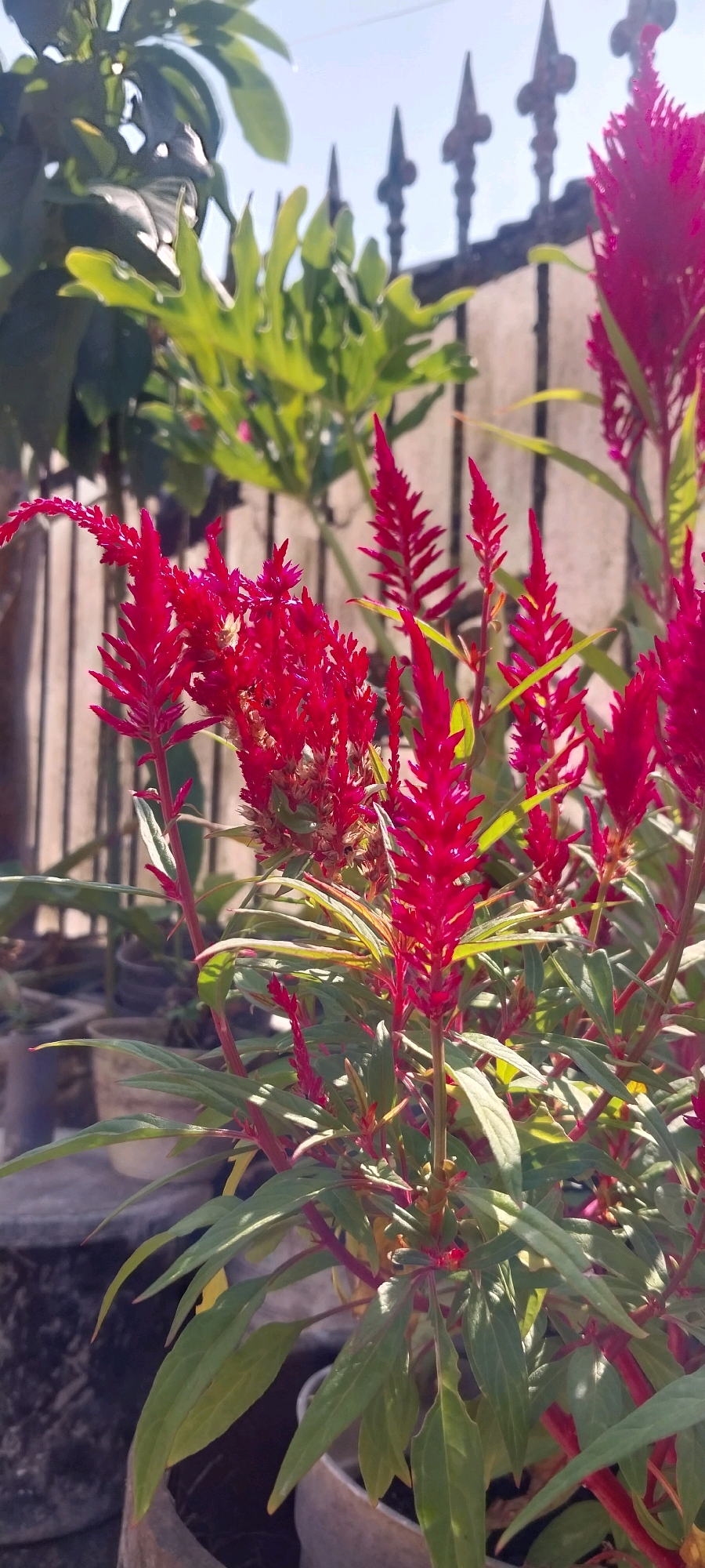 This is a medium shot, portrait-oriented, outdoor photograph of a cluster of bright red celosia flowers. The flowers are spike-shaped and appear to be in full bloom, with their feathery texture clearly visible. The foreground is dominated by the vibrant red of the celosia blooms and their green leaves, which are long and slender. The stems are a deep red color.
In the background, out of focus, is a dark, spiked metal fence with a weathered stone wall behind it. To the left and further back, the blurred shapes of other green foliage are visible, suggesting a garden or yard setting. The sky above is a clear, light blue with a hint of sunlight. The scene is bathed in natural light, creating shadows and highlighting the textures of the flowers.
The photograph appears to have been taken in a residential area, possibly a yard or garden, in the city of Kloncing, Indonesia. The overall impression is one of a vibrant, sunlit garden scene.