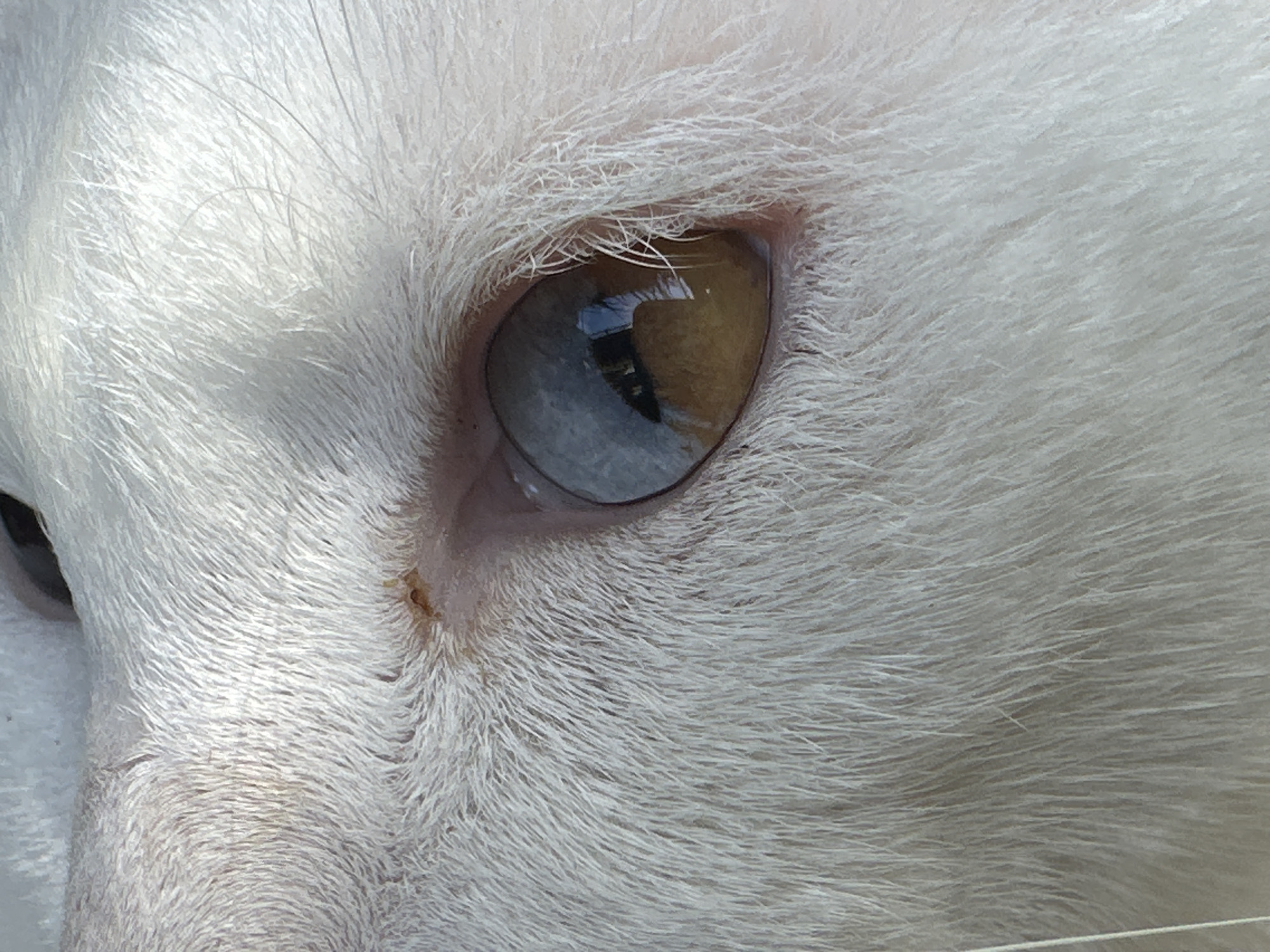 A close-up, eye-level, outdoor shot captures the left eye of a white cat in Sukawati, Indonesia. The cat's fur is a pale white, with some slight yellowish discoloration on its face. Its left eye exhibits heterochromia, with the iris split into two distinct colors: the outer portion is a light blue, while the inner portion is a rich amber. The pupil is a dark slit, and the reflection of light is visible in the pupil. The surrounding area of the eye is covered in fine white fur. The background is out of focus, hinting at a bright, possibly sunny environment.