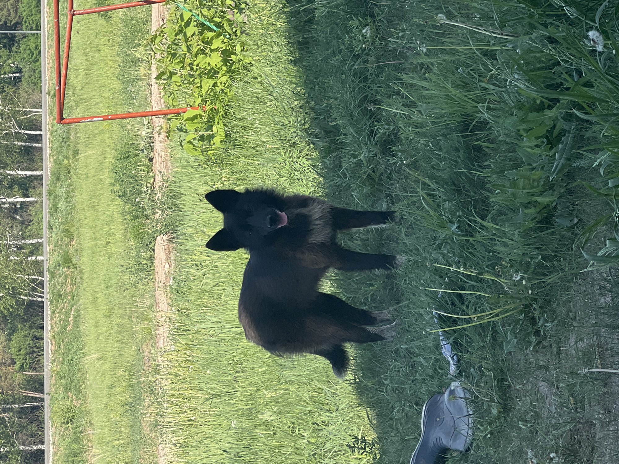 A black dog with brown coloration on its legs is standing in a grassy area. The dog is panting and looking toward the viewer. There is a red metal structure in the background, along with a small bush. Trees can be seen lining the edge of the area behind the grass. A partial view of what appears to be a helmet is also visible on the ground. This scene is in Бизяки, Russia.