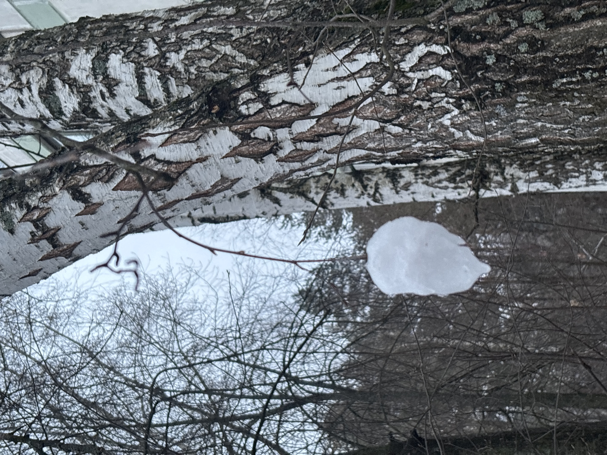 The image shows a winter scene in what is likely a wooded area of Chaikovsky, Russia. The foreground features bare tree branches and a patch of snow clinging to a branch. The backdrop is a cloudy sky with bare tree branches. Overhead is the underside of a birch tree branch. The bark is characteristic of birch trees, with white segments and dark markings. The image is rotated sideways, likely taken with a handheld device. The environment suggests winter conditions with bare trees and snow.