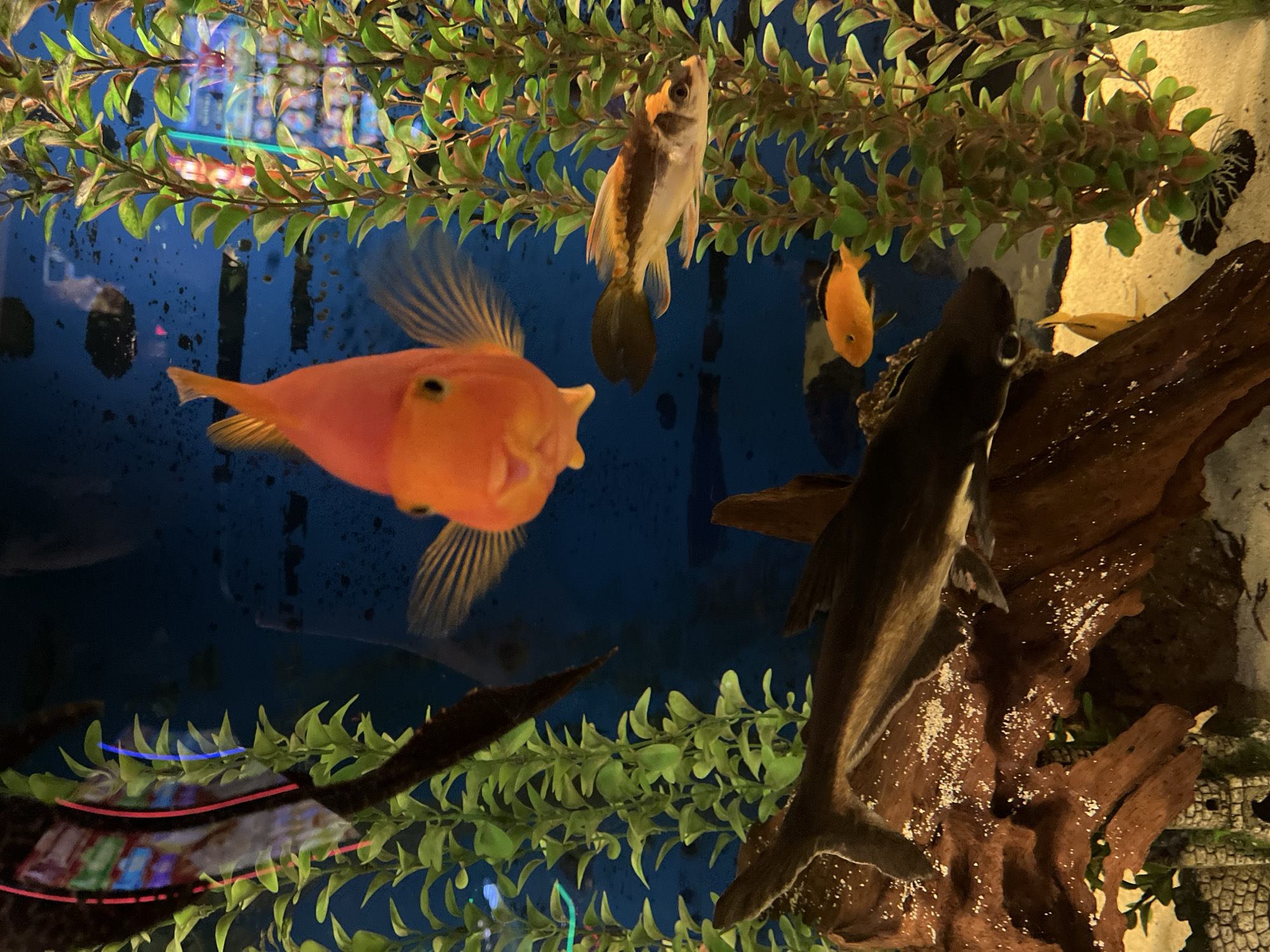 The image shows a freshwater aquarium with multiple fish. In the foreground, a large orange fish with prominent fins is visible. Behind it and slightly above is a smaller fish with a light body and a dark tail. A dark-colored fish, possibly a catfish, is positioned to the right, near a decorative piece of driftwood. Artificial plants are arranged along the top and bottom of the aquarium. The background is a blue color. The presence of artificial decor indicates this is likely a home aquarium. No information indicates that the location is Vratsa, Bulgaria.