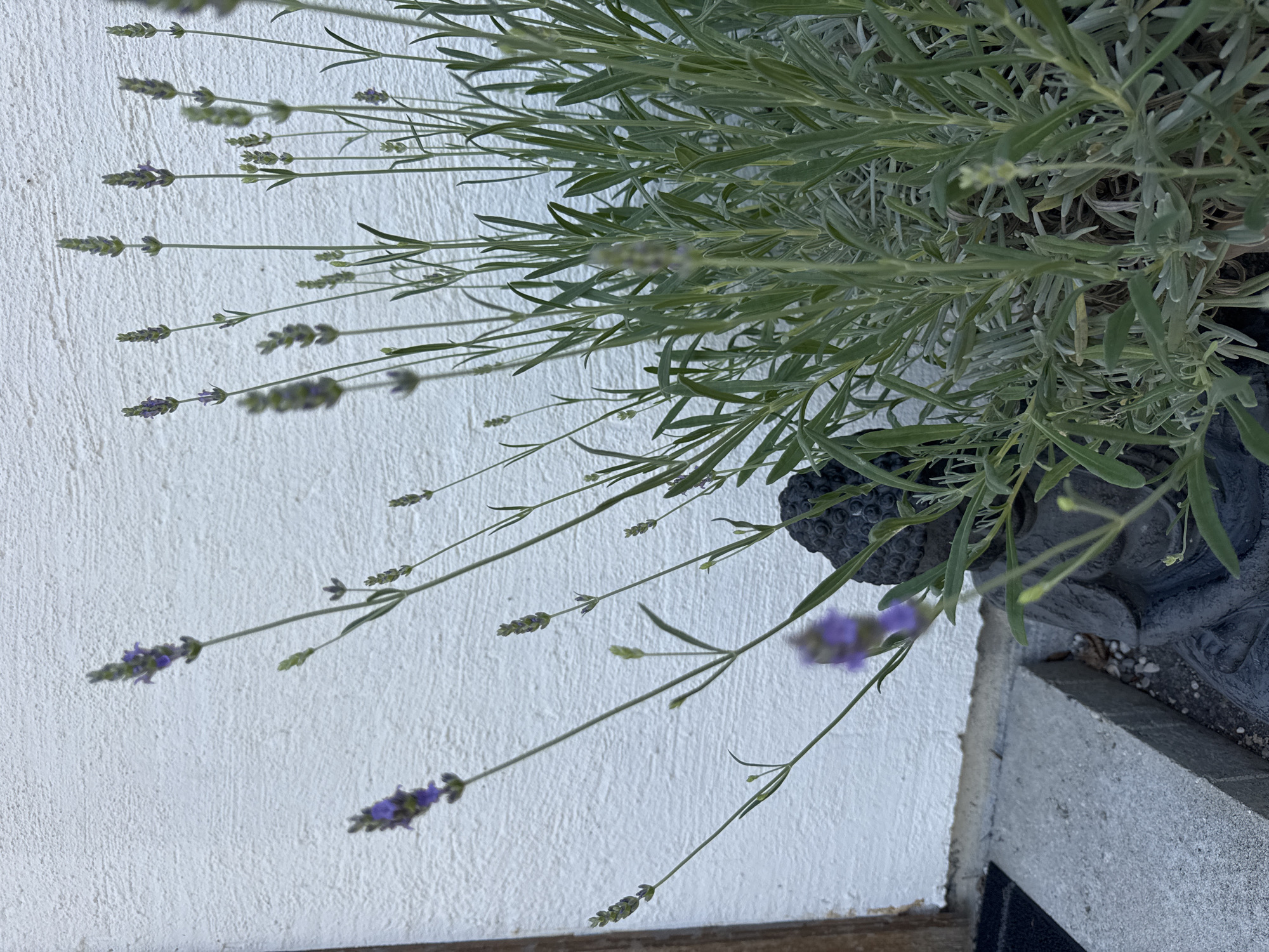 The image shows a close-up, vertically oriented view of a lavender plant with delicate purple flowers and slender green leaves against a textured white wall. The plant's stems are long and thin, with small clusters of lavender buds and flowers developing along their lengths. Some of the flowers are a soft purple, while others are still developing green buds. The white wall behind the plant appears to have a rough, stucco-like texture.
In the upper right portion of the image, a dark, textured object is partially visible, appearing to be a planter or pot made of a rough material, possibly volcanic rock or dark stone, with some gravelly soil at its base. A small, blurred purple flower is also visible on the far right, extending towards the bottom of the frame. The lighting suggests it might be daytime, with soft light illuminating the plant and casting subtle shadows on the wall. The overall scene evokes a sense of calm and nature, possibly a garden or patio setting in Hohenbrunn, Germany. There is no visible text in the image.