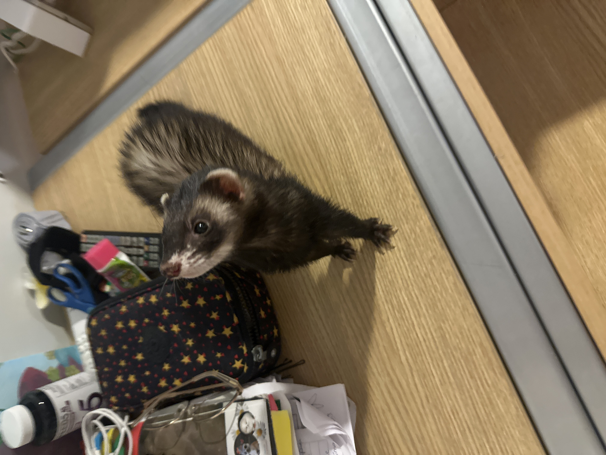 A ferret stands on a wooden surface, looking upwards. The ferret has dark brown and tan fur with a white marking around its neck and ears. The wooden surface appears to be a desk, with various objects scattered on it, including a black pencil case with yellow stars, a bottle with a white lid, a pair of scissors, and a stack of papers. The background is blurred, but suggests an indoor setting with other items on a shelf. There is a grey metal strip running horizontally across the desk. The location is not identifiable from the image.