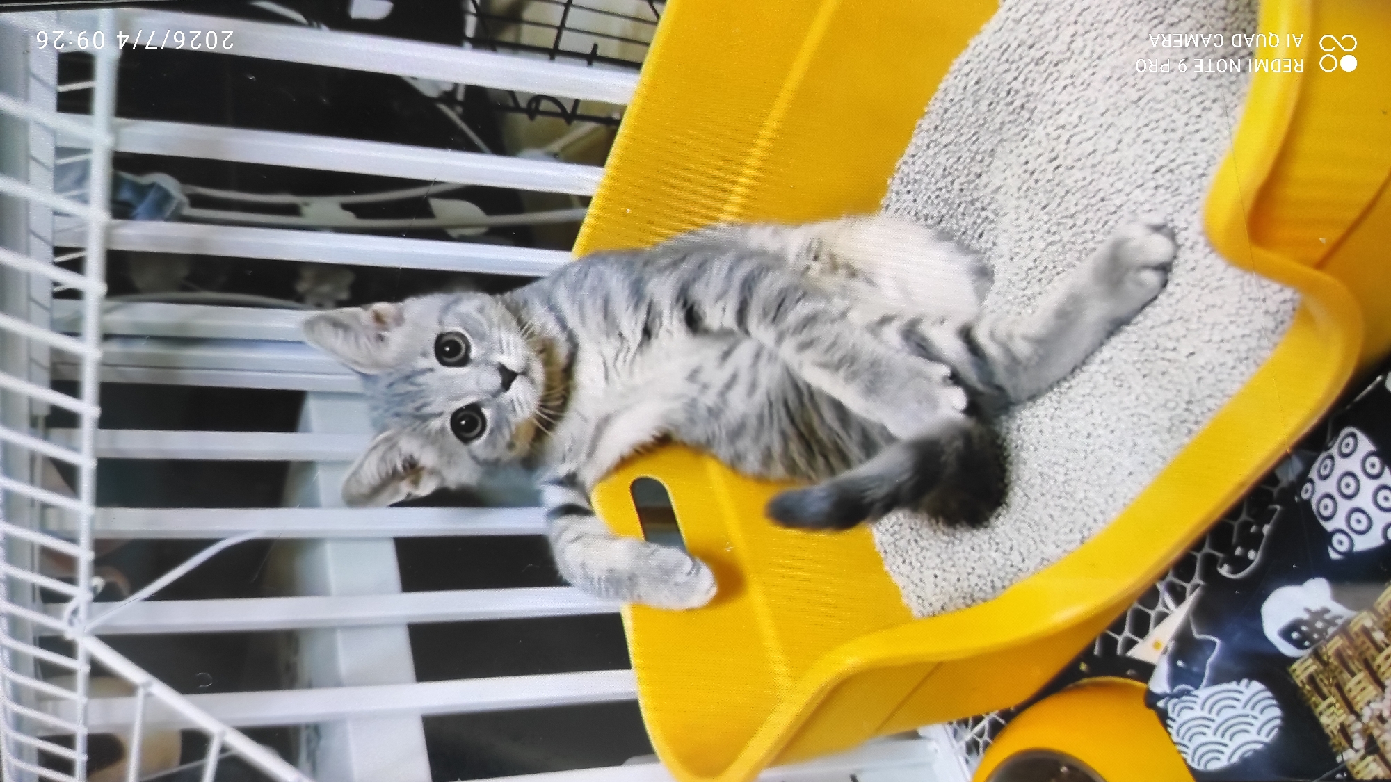 A silver tabby kitten with large dark eyes is lying on its back in a yellow litter box filled with light-colored litter. The kitten's paws are raised and its body is slightly contorted. The kitten appears to be looking directly at the camera. Behind the litter box, a white cage structure is visible, with horizontal bars. The background is dark and out of focus. The image has a timestamp in the lower right corner that reads "2026/7/4 09:26". The image also has watermarks in the lower left corner indicating "REDMI NOTE 9 PRO" and "AI QUAD CAMERA". The scene does not provide any specific clues to suggest a location in Maardu, Estonia.