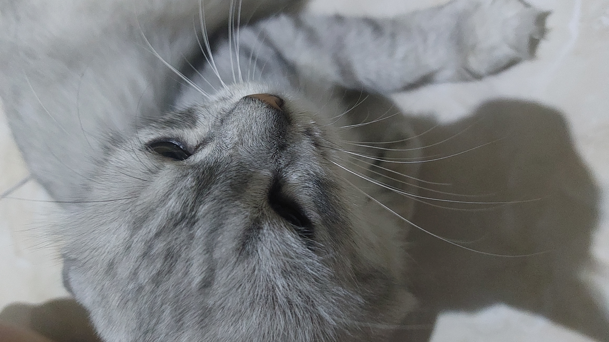 This is a close-up, overhead shot of a silver tabby cat lying down, facing the right side of the frame. The cat's fur is short and appears soft, with a distinct tabby pattern of darker gray stripes on a lighter gray background. Its left eye is partially visible and appears dark, with a slight glint. Long, white whiskers extend from its muzzle. The cat's nose is a light pinkish-brown. The background is a light-colored tiled surface, with a shadow cast by the cat to its left. There are no people visible in the image.
