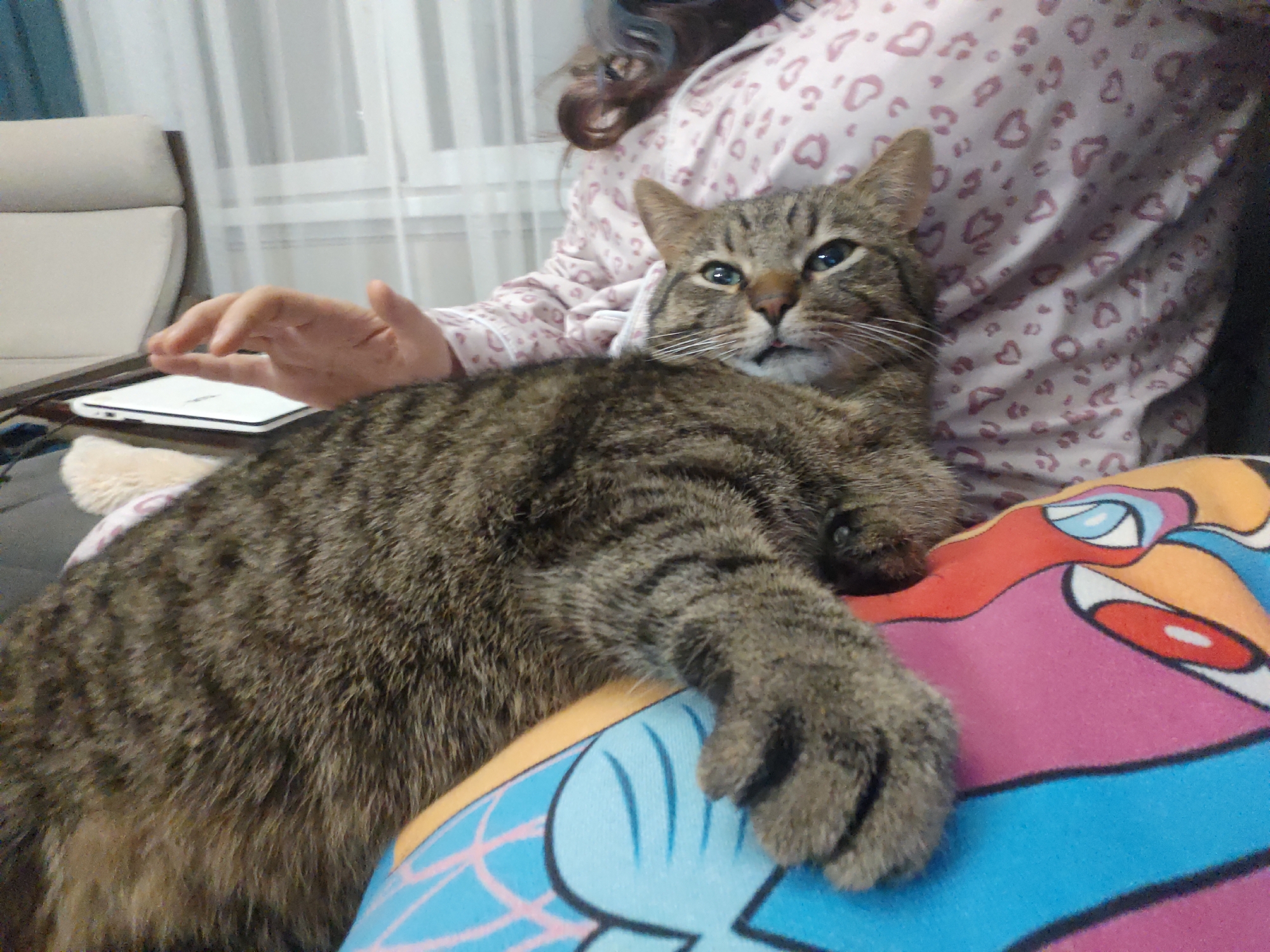 A tabby cat is lying on a colorful pillow. A person is wearing pink patterned pajamas. The cat's paw is extended. A hand is near a tablet on a surface to the left. A chair and curtain are visible in the background. The location is Свистуха (кузяевский С/о), Russia.