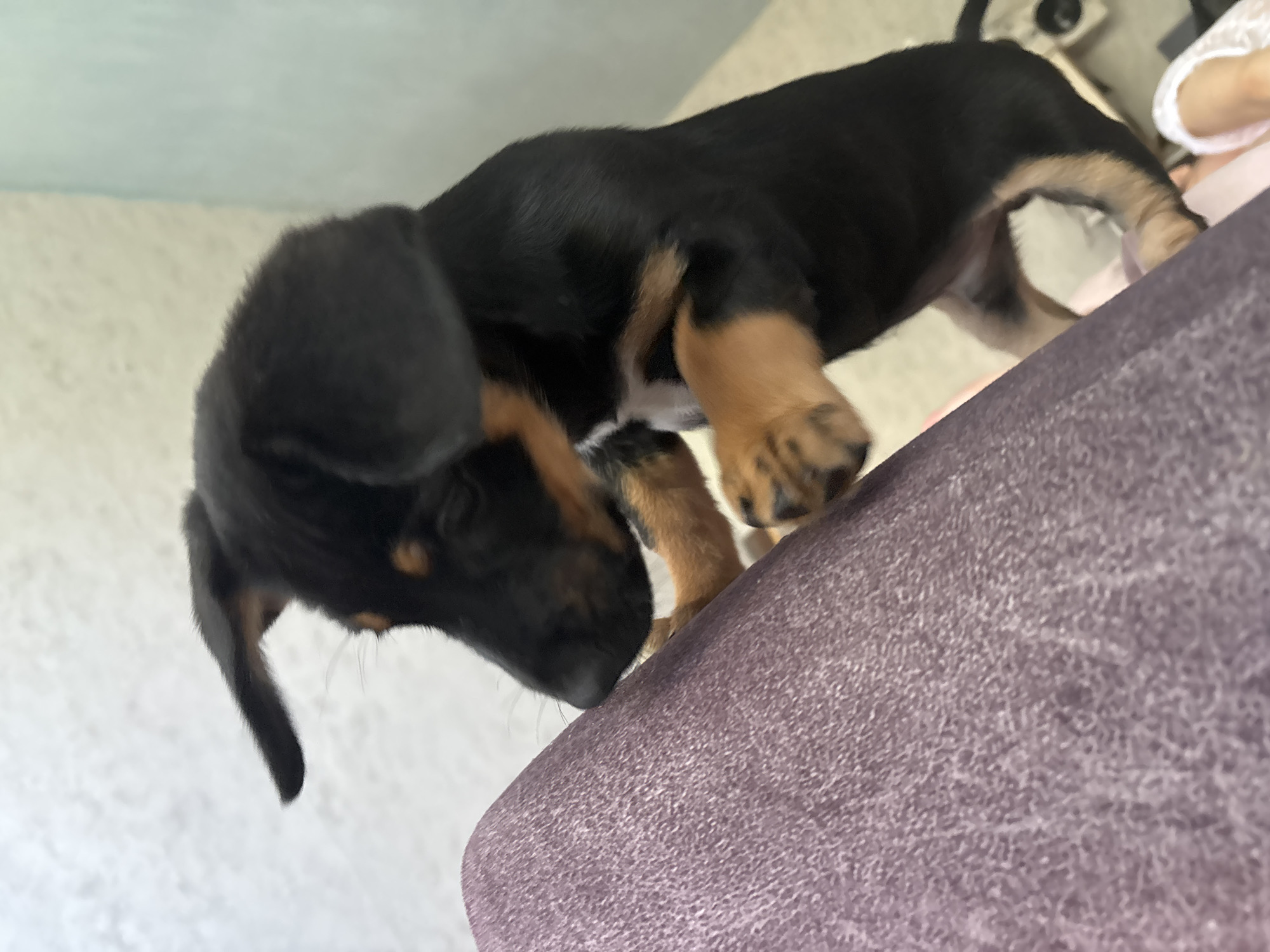 A black and tan puppy stands on its hind legs, with its front paws resting on a textured, purplish-gray surface that takes up the left and foreground of the image. The puppy's head is turned to the left, and its eyes are not clearly visible. Its ears are long and floppy. The background is out of focus and appears to be a wall with varying light colors, suggesting an indoor environment. The image is taken from a low angle, focusing on the puppy's interaction with the purplish object.