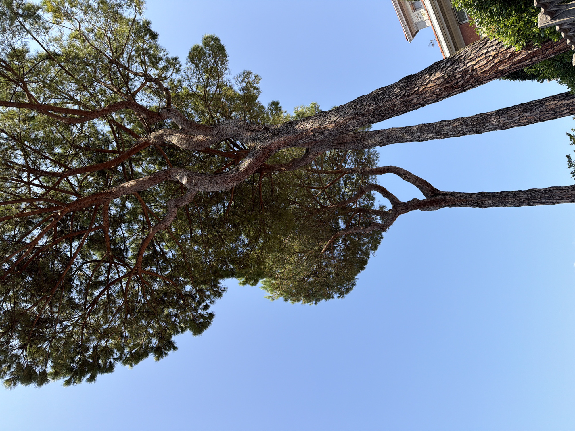 The image captures a low-angle view of several tall pine trees against a clear blue sky. The trees have rough, textured bark and dense green foliage. To the right of the trees, a portion of a building with a red-tiled roof is visible, along with some green shrubbery. A decorative stone fence or wall runs along the bottom right corner of the frame. The scene appears to be outdoors on a sunny day. The location is Lierna, Italy.