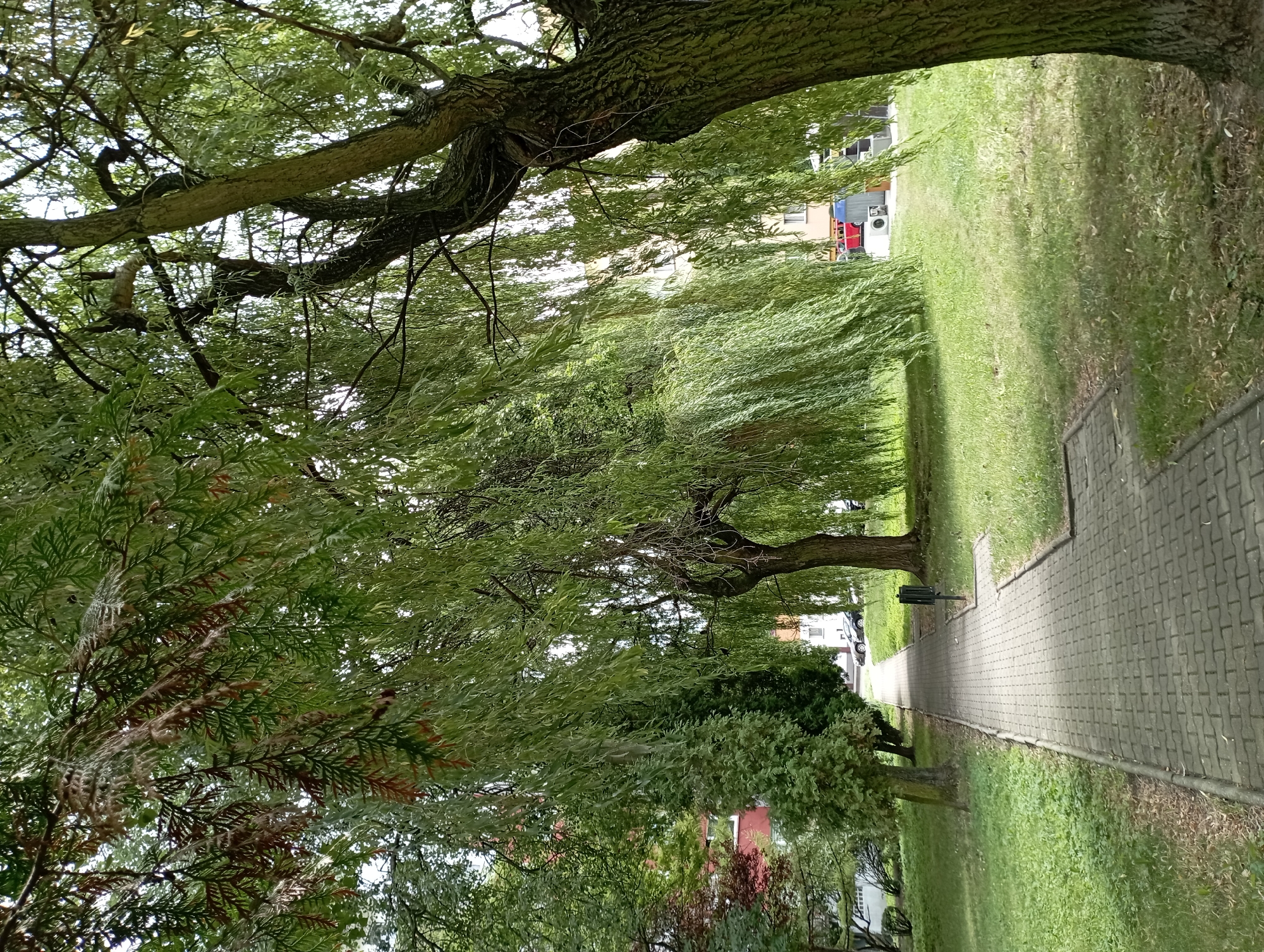 The image depicts a paved walkway winding through a park-like setting in Siemianowice Śląskie, Poland. Large trees with drooping branches, likely willow trees, dominate the foreground and mid-ground, casting shadows on the well-maintained grassy areas. To the left of the walkway, evergreen trees and some deciduous trees with reddish foliage are visible. In the background, apartment buildings can be seen, along with parked cars. The scene appears to be a peaceful public space, possibly a section of a larger park or a residential area with green spaces. The time of day is likely daytime, with overcast or diffused sunlight contributing to the soft lighting.