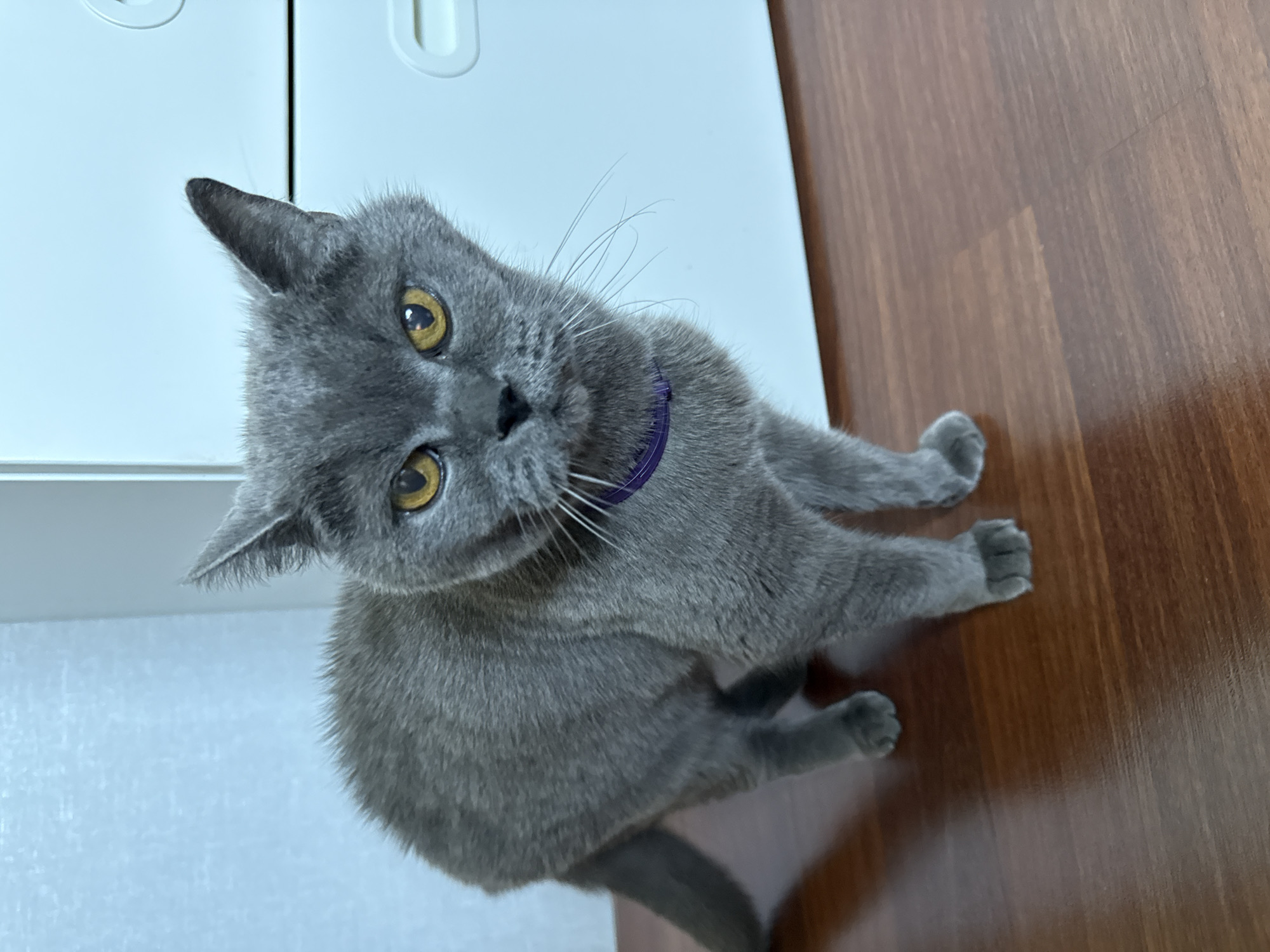 An adult British Shorthair cat with gray fur and yellow eyes stands on a wooden floor. The cat is facing the camera and is wearing a purple collar. Behind the cat is a white cabinet. The lighting in the scene is bright.