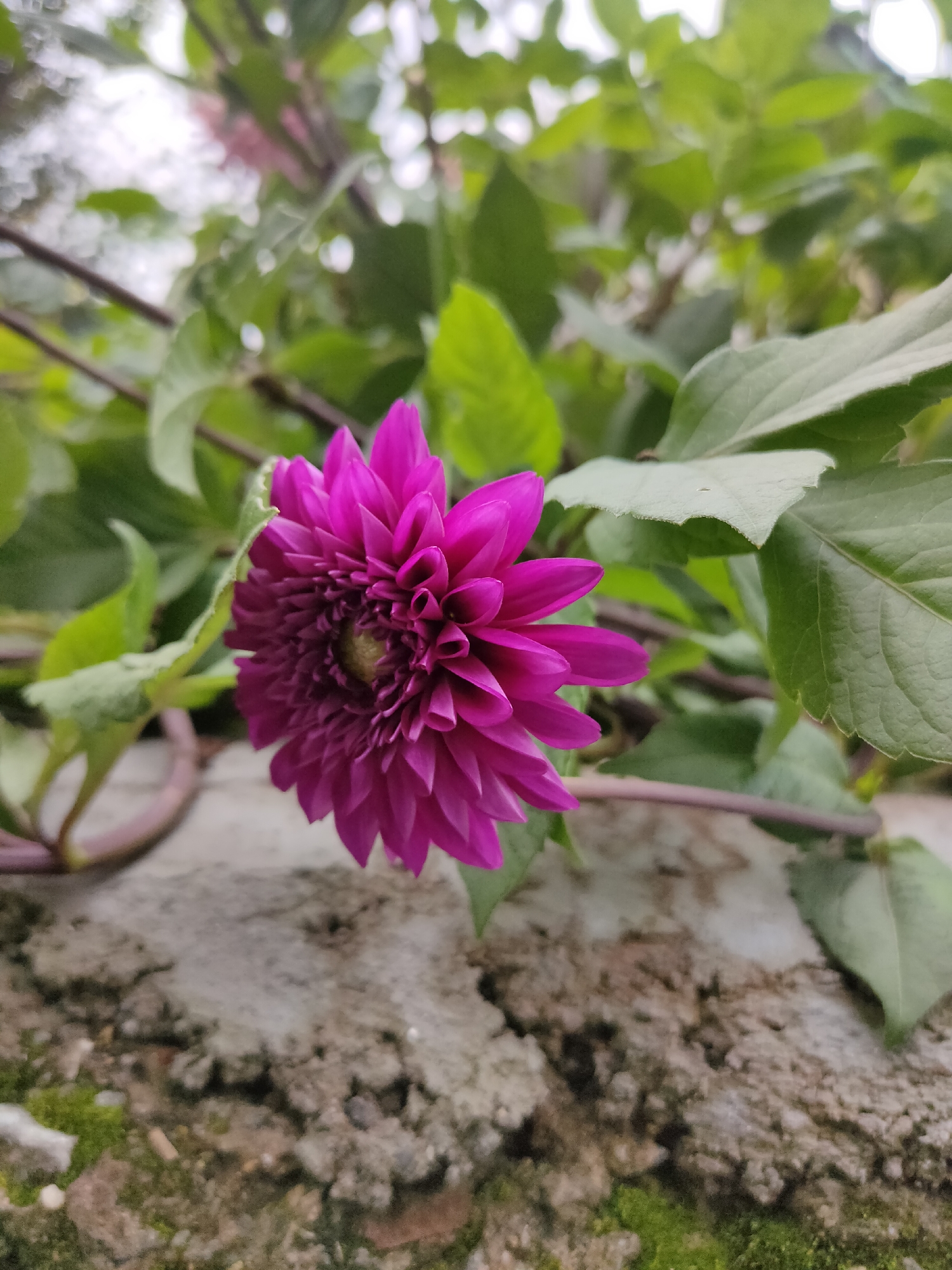 A close-up, low-angle shot captures a vibrant fuchsia dahlia flower with tightly packed petals in the foreground. The flower is positioned to the left of the frame, with its center slightly out of focus. Green leaves form a blurred backdrop, with some leaves in sharp focus in the upper right. A textured, light gray concrete structure, possibly a wall or ledge, occupies the lower portion of the image, with patches of green moss visible. The scene is outdoors, suggesting a garden or natural setting. The image does not contain any people or visible indications of the city of Burwa, India.