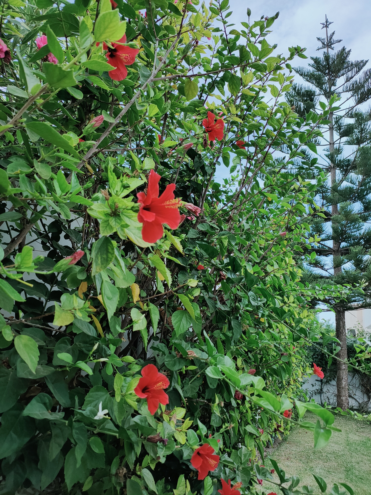 The image displays a lush green shrub, possibly a hibiscus plant, with several vibrant red hibiscus flowers in bloom. The shrub is dense with glossy green leaves and some branches are visible. The background reveals a tall, dark green coniferous tree and a glimpse of a white wall and a patch of green grass, suggesting an outdoor setting. The sky is visible in the upper portion of the image, partially obscured by the foliage and the tree. The overall scene appears to be a garden or natural landscape. There are no people or animals visible in the image. The location is identified as Mrezga, Tunisia.