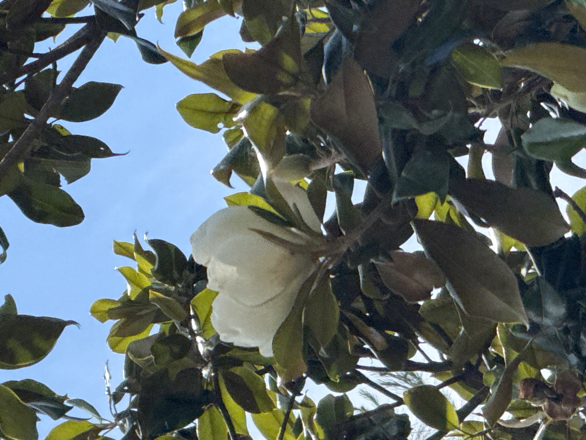 The image shows a white magnolia flower blooming on a tree in Budva, Montenegro. The flower is partially obscured by green and brown leaves. The sky is visible in the background.
