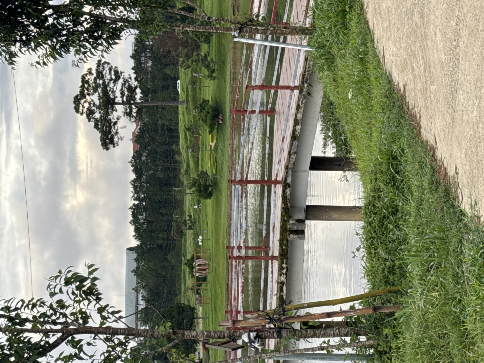 The image shows a view of Xuân Hương Lake in Đà Lạt, Vietnam. In the foreground, a concrete path curves to the right, bordered by lush green grass. A bridge with red and white railings spans a body of water, likely Xuân Hương Lake. The bridge has concrete pillars supporting it and appears to be made of wood and metal. On the left side of the bridge, bamboo stalks and a tree trunk with some items attached to it are visible. Across the lake, a grassy embankment is dotted with trees and some decorative landscaping. In the background, a dense forest lines the horizon, with buildings and a distinctive pine tree visible above the trees. A white car is parked on a slight incline in the distance. The sky is overcast with patches of light breaking through.
