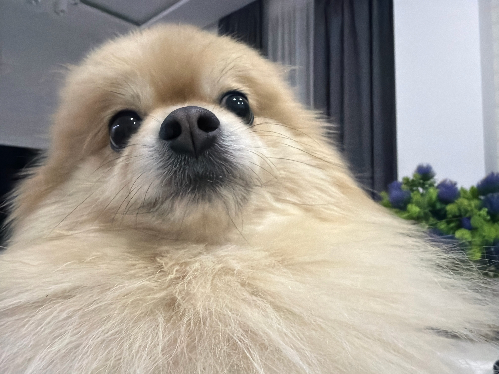 A close-up, low-angle shot captures a fluffy, cream-colored Pomeranian dog looking upwards. The dog's dark nose and large, round eyes with reflections of light are prominent features. Its fur is dense and soft. In the background, dark grey curtains hang on the right, and a white wall is visible. To the far right, a blurry bouquet of purple flowers and green leaves can be seen. The image appears to be taken indoors, possibly in a residential setting in Tbilisi, Georgia, though no specific landmarks are identifiable.