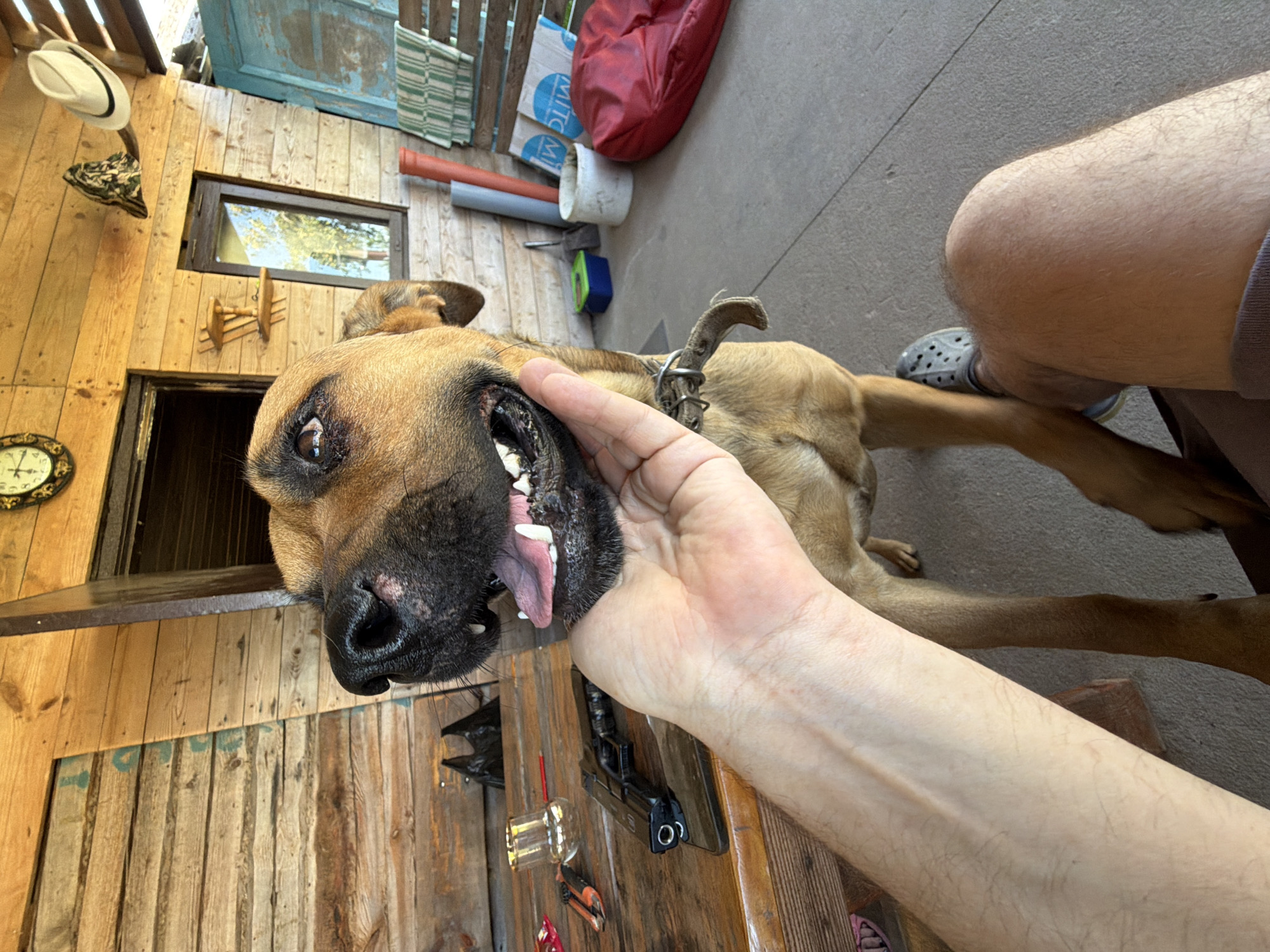 The image depicts a medium-sized brown dog with its head tilted, looking towards the viewer. The dog's mouth is slightly open, revealing its teeth and tongue. A human hand is visible, gently holding the dog's chin. The background consists of a rustic wooden structure, likely a porch or patio, with wooden planks for walls and a ceiling. Various objects are scattered around, including a black handgun on a wooden table, a glass, a pair of pliers, a red beanbag chair, and some gardening tools. The setting appears to be outdoors, possibly in a rural area. The presence of the handgun, along with the overall environment, suggests a casual or domestic setting. The image was taken in Valyevach rural council, Belarus.