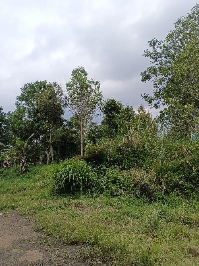 The scene depicts an overgrown natural landscape in Mianyang, China, under an overcast sky. The lower left foreground features a segment of a dirt and gravel path. This transitions into an unmaintained grassy area that slopes gently upwards towards the midground and right. The midground is characterized by dense, tall green vegetation, including thick grasses and various shrubs. The background is dominated by a dense stand of trees, presenting a mix of species. Notable are several tall, slender trees with light-colored trunks and smaller leaves, alongside trees with broader, darker green canopies. On the far left, some banana plants are visible among the background foliage. The sky is uniformly covered by grey clouds. No human subjects, artificial structures, or discernible actions or interactions are present.