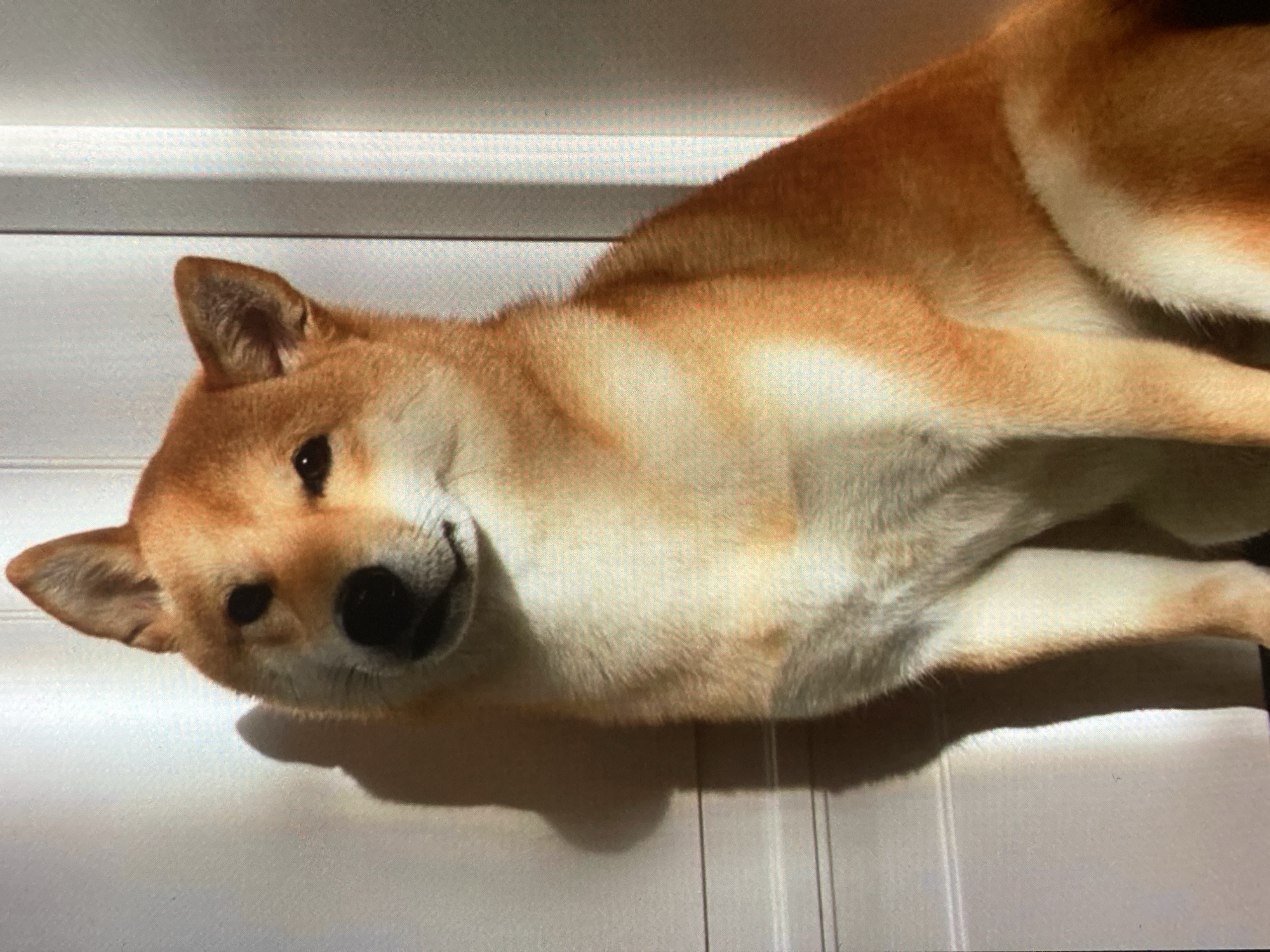 A Shiba Inu dog is sitting indoors against a white, textured wall, possibly a door. The dog is predominantly orange with white markings on its chest and muzzle. It is looking towards the camera with a slightly tilted head. Sunlight is casting a shadow of the dog on the wall to its left. The environment appears to be residential.