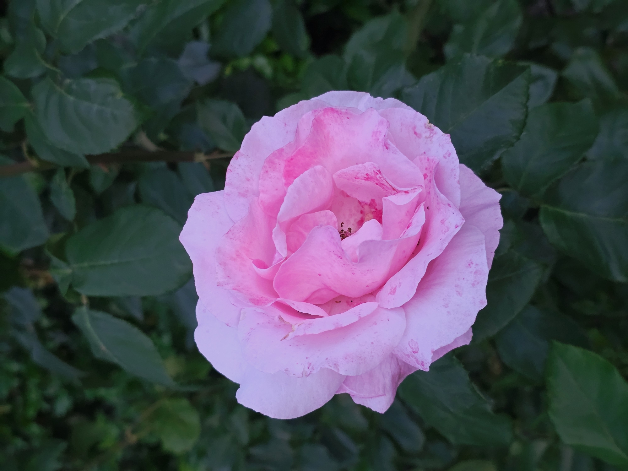 A close-up shot captures a delicate, light pink rose in full bloom, its petals subtly speckled with darker pink hues. The rose is centered against a blurred backdrop of lush green foliage, suggesting an outdoor setting, likely a garden. The lighting is soft, highlighting the gentle curves and textured surface of the petals. The image provides no discernible information about its location in Varna, Bulgaria, nor does it feature any people or specific actions.