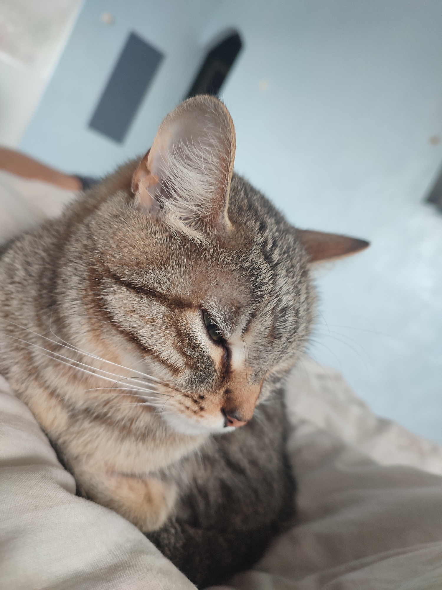 A close-up captures a tabby cat reclining on a light-colored fabric surface. The cat's eyes are nearly closed, and its head is tilted slightly downward. Its fur is a mix of brown and gray tones, with distinct stripes marking its face. Long, white whiskers extend from its muzzle. The cat's right ear is prominently displayed, revealing fine hairs inside. In the blurred background, a light blue wall is visible, with a dark rectangular shape towards the upper left corner. The location and city are not evident in the image.
