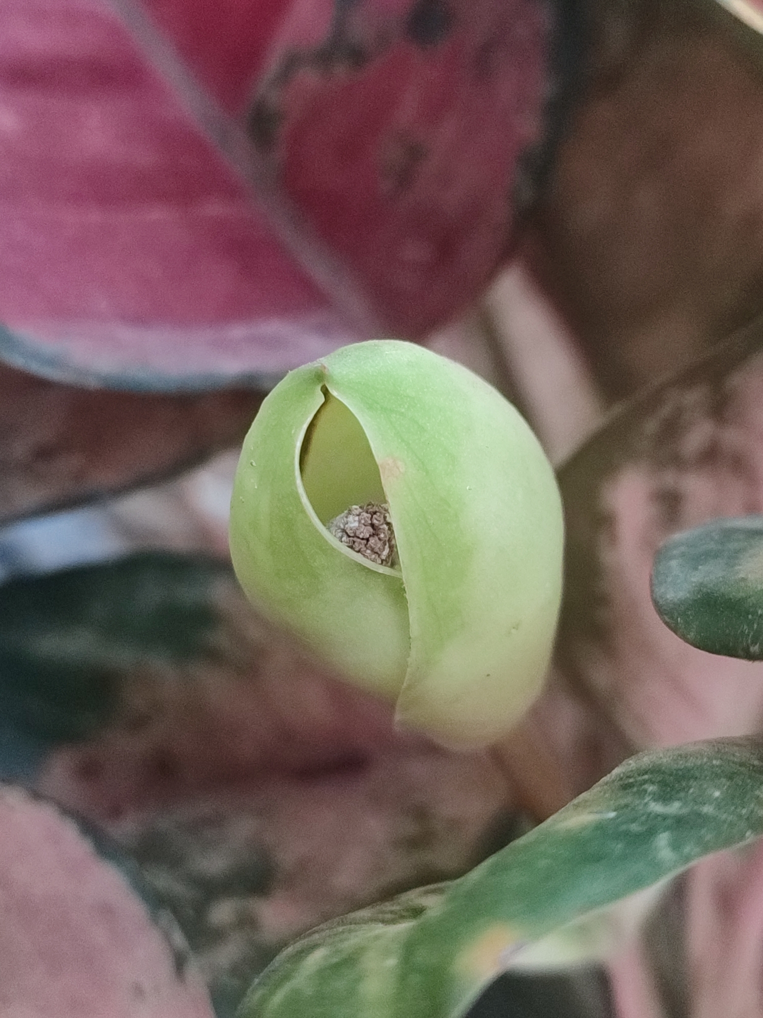 The image is a close-up, macro photograph of a plant's developing bud or flower. The main subject is a pale green, tear-drop shaped bud, partially unfurled to reveal a cluster of small, textured, brownish-pink parts within its opening. The bud is smooth and has a waxy sheen, with subtle variations in its green coloration.
Surrounding the central bud are other parts of the plant, appearing as blurred shapes and textures in the background. These include broad leaves with variegated patterns of pink and green, and a green stem or leaf that curves into the frame from the right side. The colors in the background are muted, with shades of pink, red, brown, and green.
The lighting appears soft and diffused, suggesting it might be overcast or the photograph was taken indoors with ambient light. There are no visible people, text, or overt signs of human activity. The focus is entirely on the intricate details of the plant's growth. The scene evokes a sense of natural growth and delicate beauty, highlighting the early stages of a plant's life cycle. The location context of Blang Cut, Indonesia, is not visually represented in the image itself but provides geographical information about the origin of the photograph.