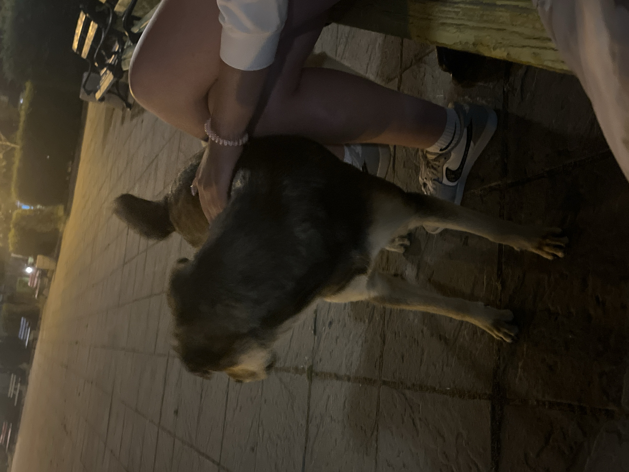 A street scene with a dog and a person is shown in a medium shot. The dog, which is medium-sized with a dark coat, is standing on a stone-paved area. A person is seated, with their legs visible and wearing a light-colored shoe with a dark logo. The person's arm is visible as well, and there's a light-colored bracelet on their wrist. In the background, there are blurred shapes resembling trees and buildings, possibly indicating an urban area. The light suggests it may be nighttime or dusk.