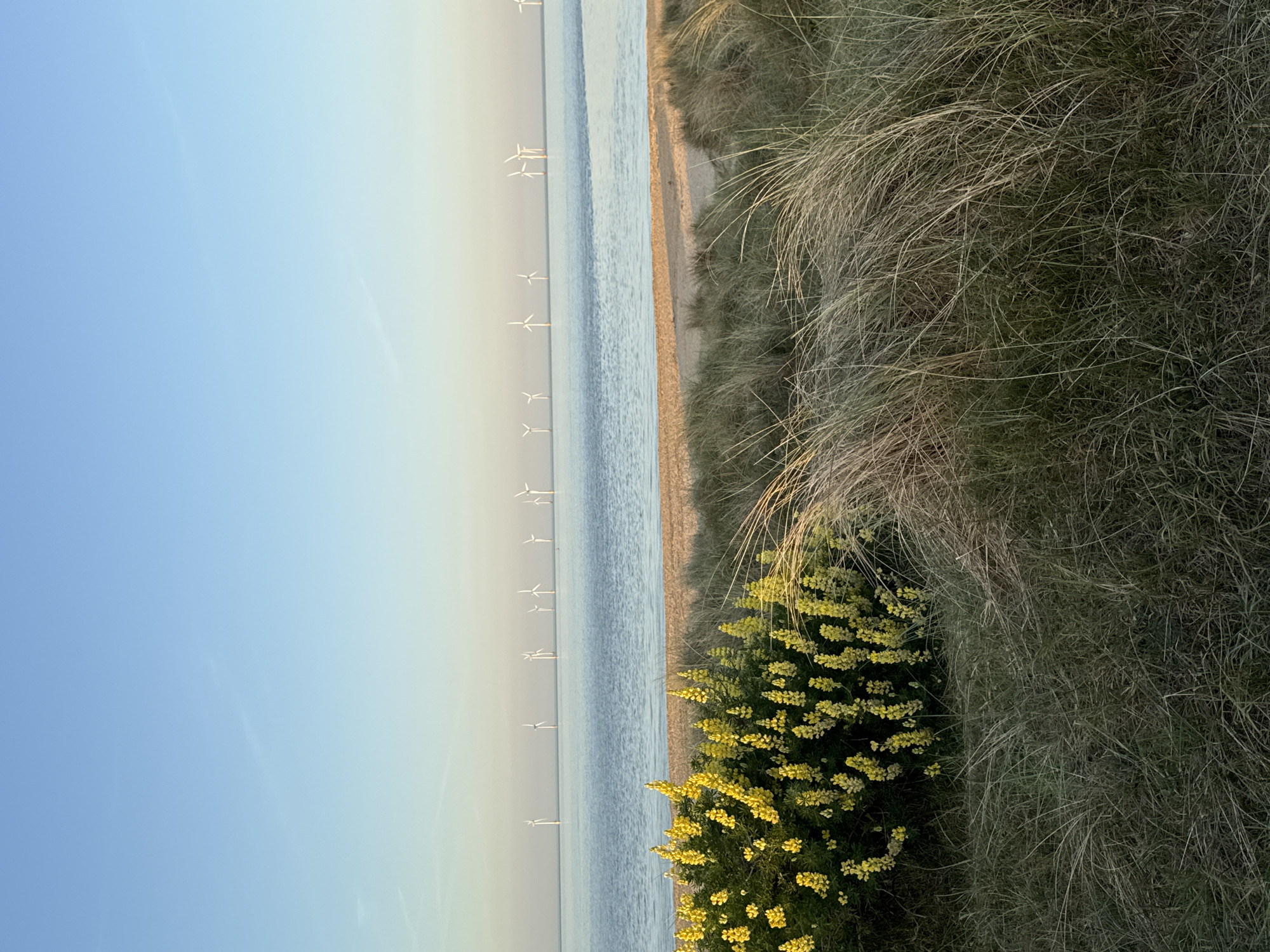 The image shows a coastal scene, likely near Great Yarmouth, United Kingdom, as implied by the presence of offshore wind turbines. A narrow beach runs parallel to the water, with sand visible in between. The foreground features dune grass and a flowering bush with yellow blooms. In the distance, numerous wind turbines stand in the sea. The sky is clear, transitioning from a lighter yellow color near the horizon to a blue color higher up.