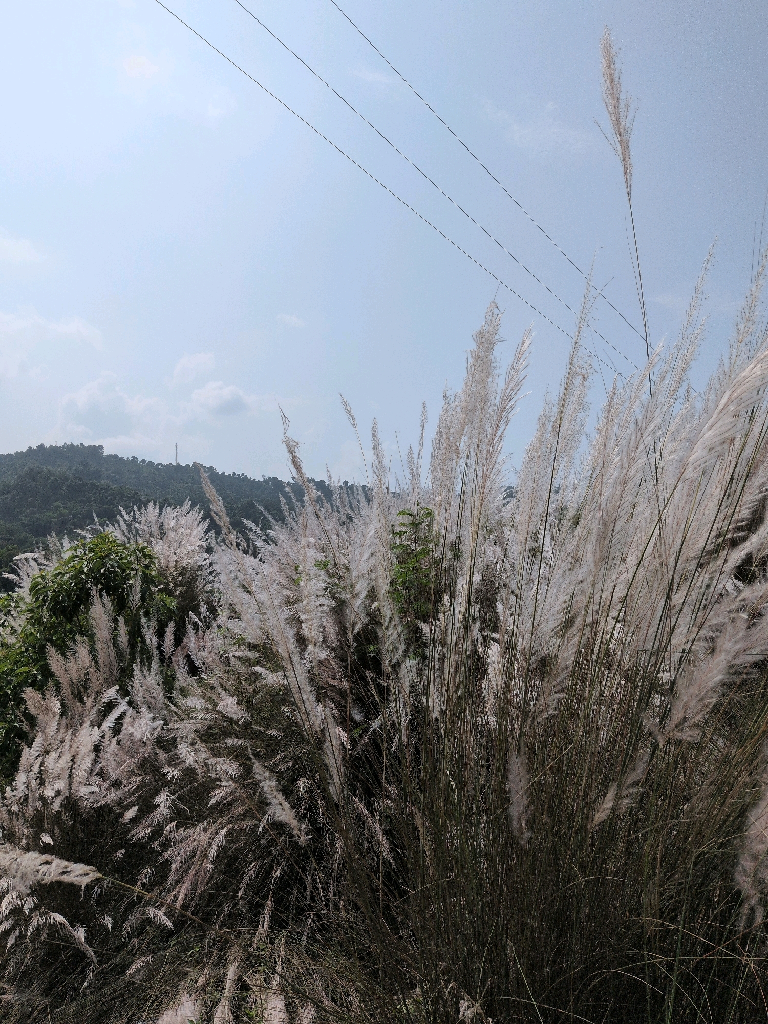 In Jaanta, India, a natural scene unfolds under a pale blue sky dotted with sparse clouds. The foreground is dominated by tall, feathery white grasses, their plumes swaying gently in the breeze. Behind the grasses, lush green trees and foliage create a dense, rolling landscape that stretches towards a distant, hazy hillside. A few dark, thin wires, likely power lines, crisscross the upper portion of the sky. The overall impression is one of rural tranquility and the wild beauty of nature.