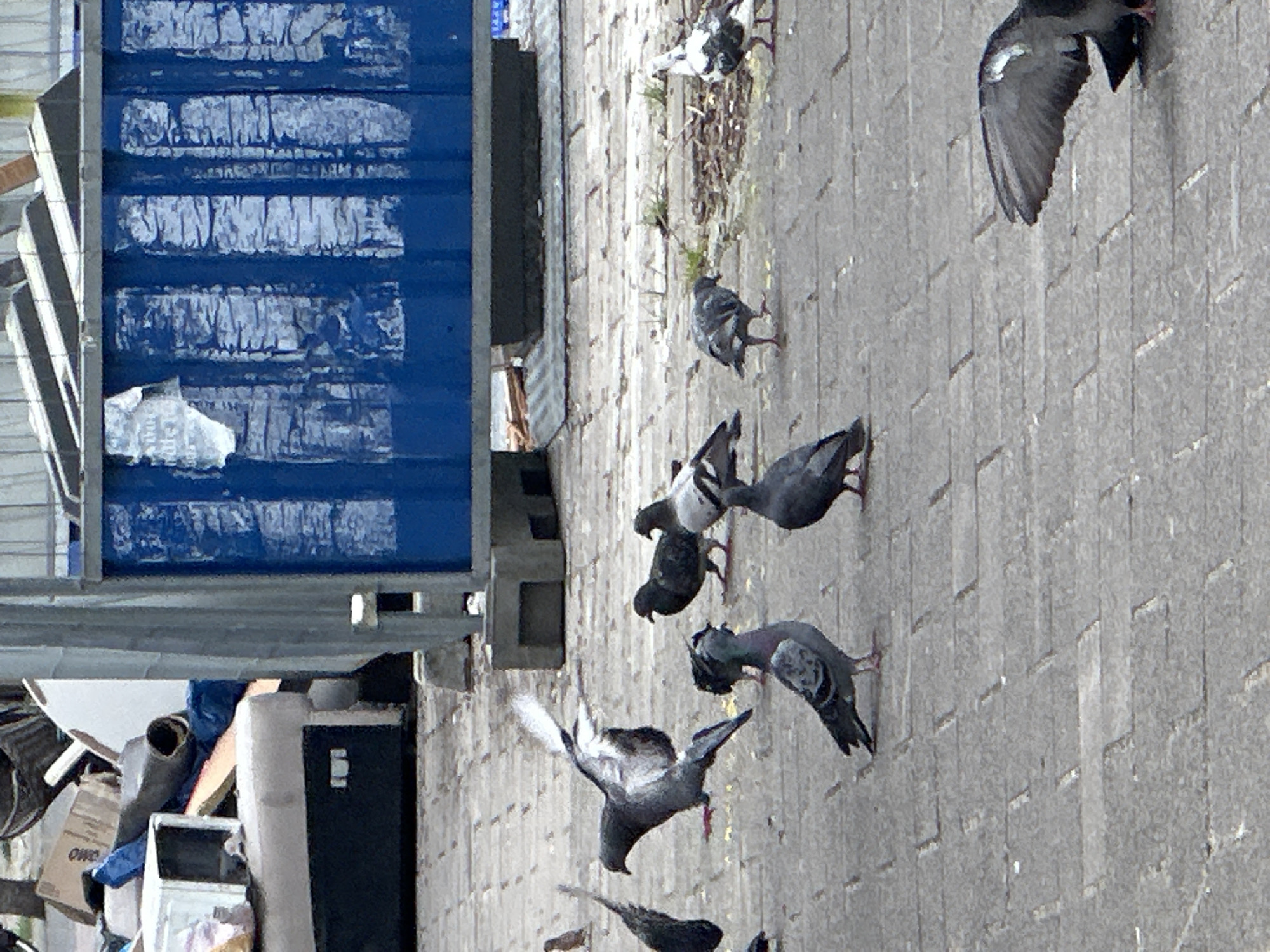 The image shows a group of pigeons on a paved surface next to a blue container. Some pigeons are walking, others are flying. Next to the container, there is some trash. The exact location in Amsterdam, Netherlands is not determinable from the image.