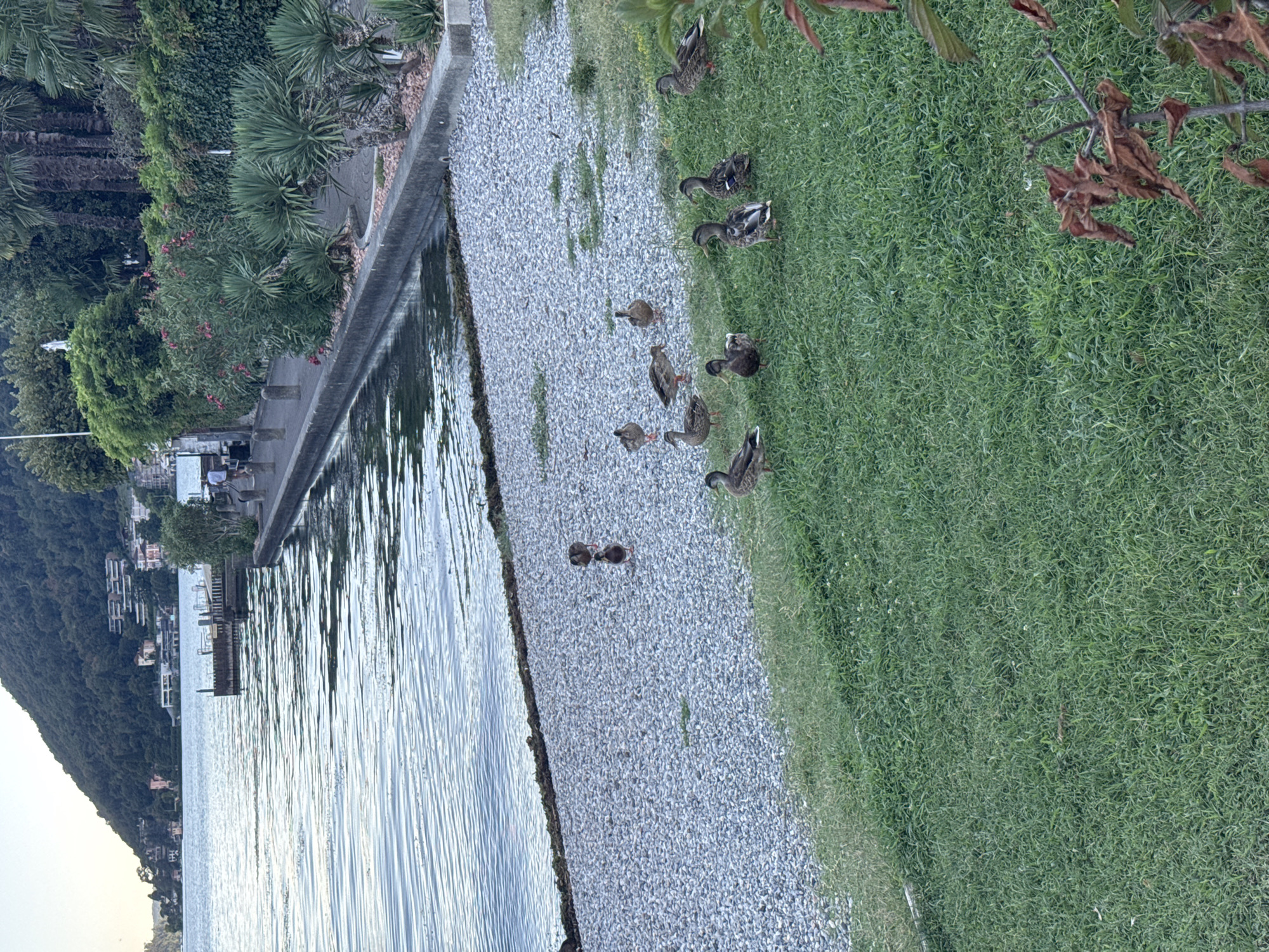 The image captures a serene lakeside scene in Melide, Switzerland, with a focus on a group of ducks by the water's edge. A picturesque mountain with residential buildings rises in the background, overlooking a calm, rippling body of water. A paved walkway lines the shore, bordered by lush greenery and palm-like plants.
In the foreground, a patch of vibrant green grass hosts several ducks, some standing alert, others appearing to preen or interact with each other. The ducks are predominantly brown and grey, with distinct markings. A few more ducks are scattered on the pebbled shoreline adjacent to the grass. The water is a deep blue, reflecting the sky and the surrounding landscape. The overall atmosphere is tranquil and natural, suggesting a peaceful afternoon in this Swiss lakeside town.