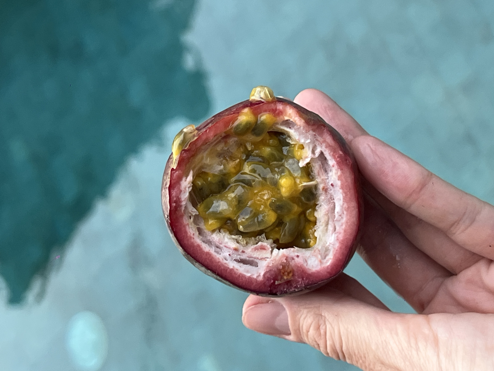 A light-skinned human hand, exhibiting visible skin folds, holds a passion fruit cut lengthwise. The fruit displays a dark purple-red outer rind, a white pith, and an exposed interior filled with translucent yellow-orange pulp containing numerous small black seeds. Liquid appears to be present on the fruit's exterior and within the pulp. The hand is positioned over a blurred, turquoise-blue body of water, indicative of a swimming pool, which occupies the background. Reflections of ambient light or sky are visible on the water's surface. The scene takes place outdoors, likely during daylight hours, in the city of Canggu, Indonesia.