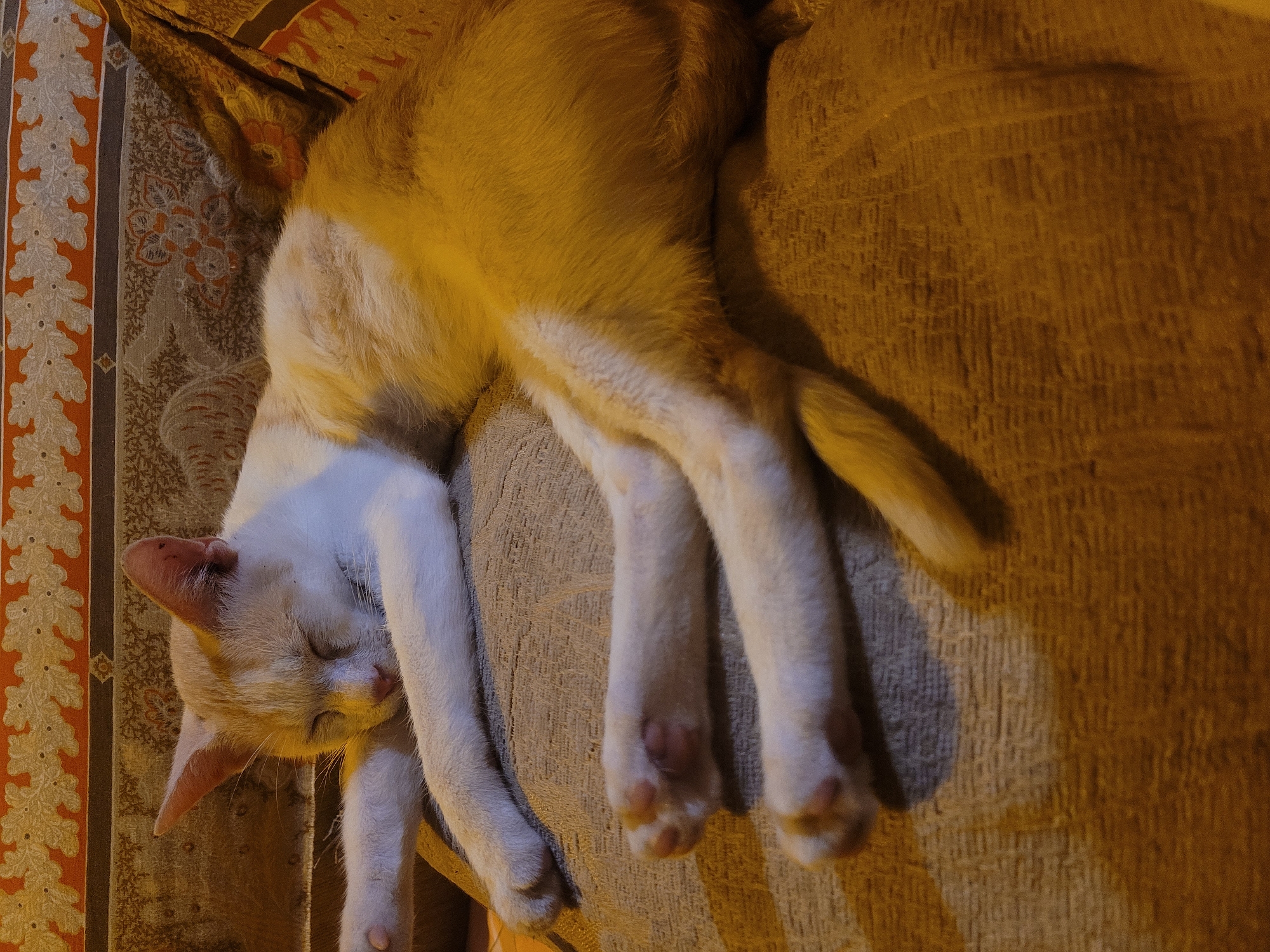 A white and orange cat is asleep on a couch with a patterned cushion. The cat is lying on its side, with its paws dangling off the edge. The cat's head is tilted back and its eyes are closed. The couch is a textured, brown color. The location is unknown.